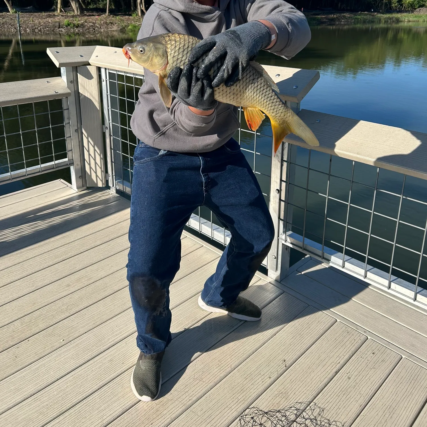 Common carp caught on Fishbrain