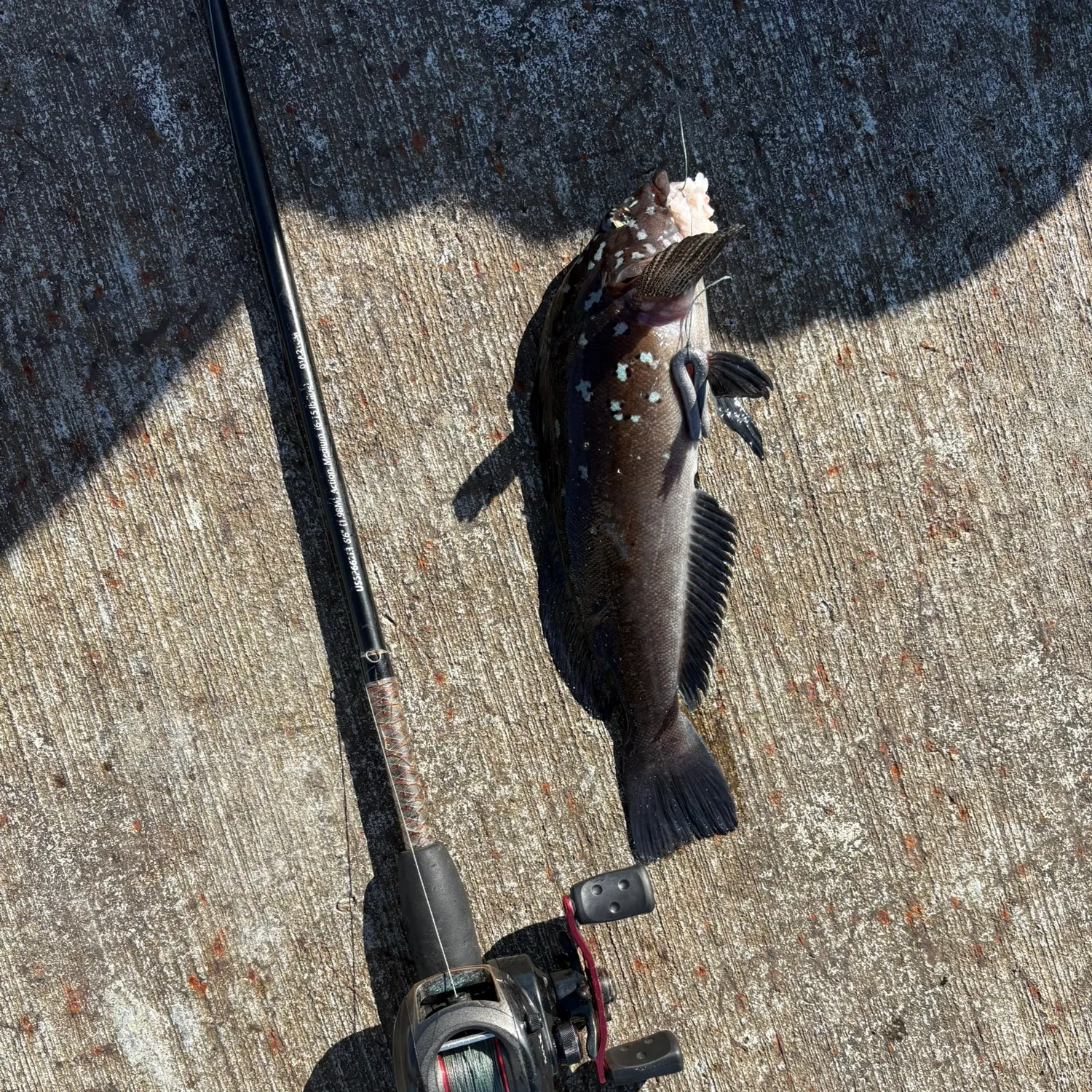 The most recent Kelp greenling catches on Fishbrain