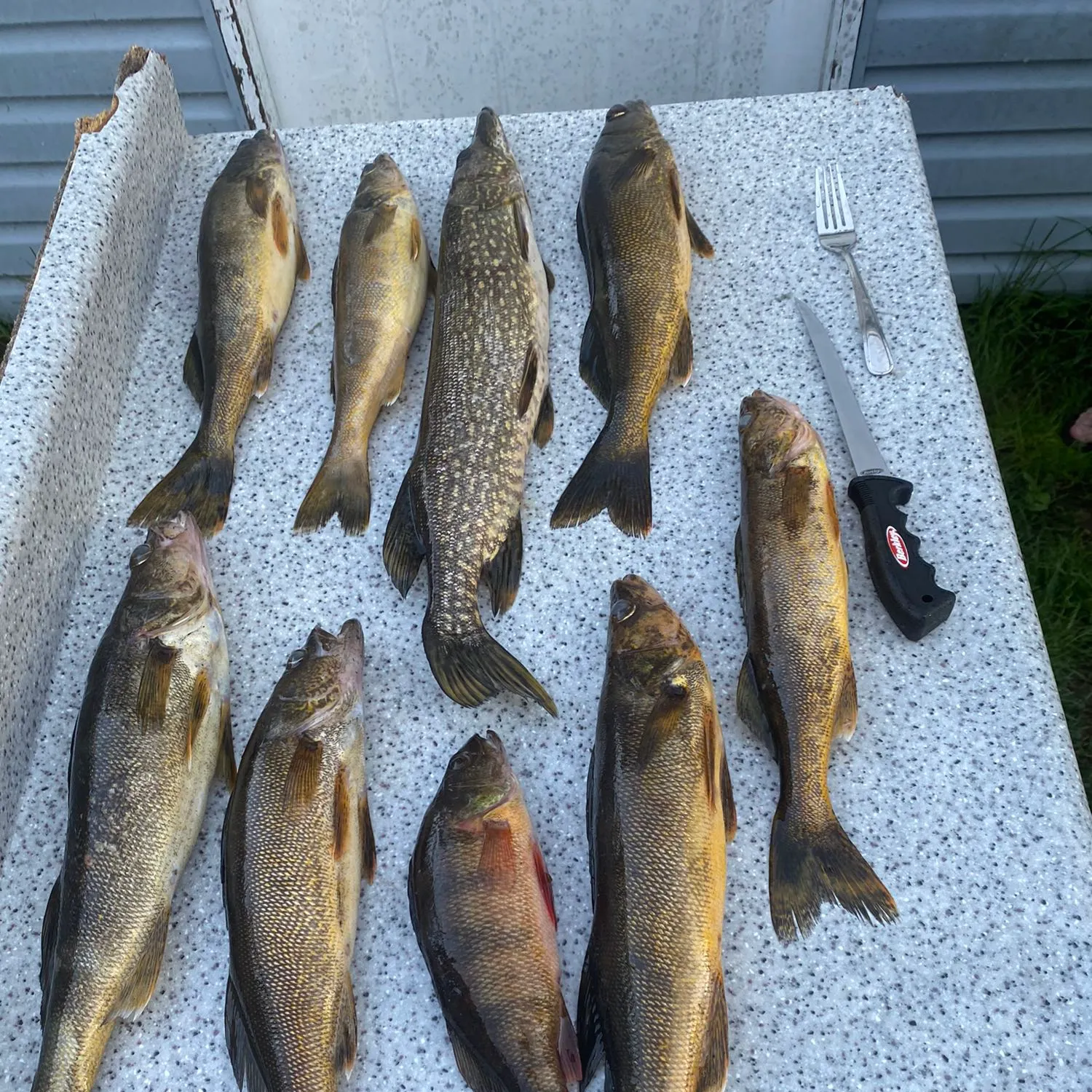 recently logged catches