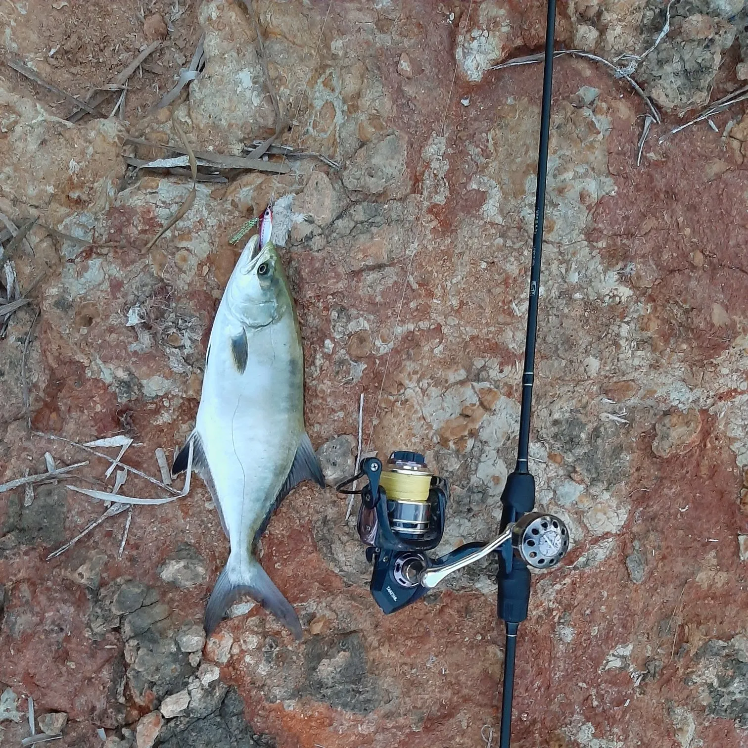 The most recent Leerfish catches on Fishbrain