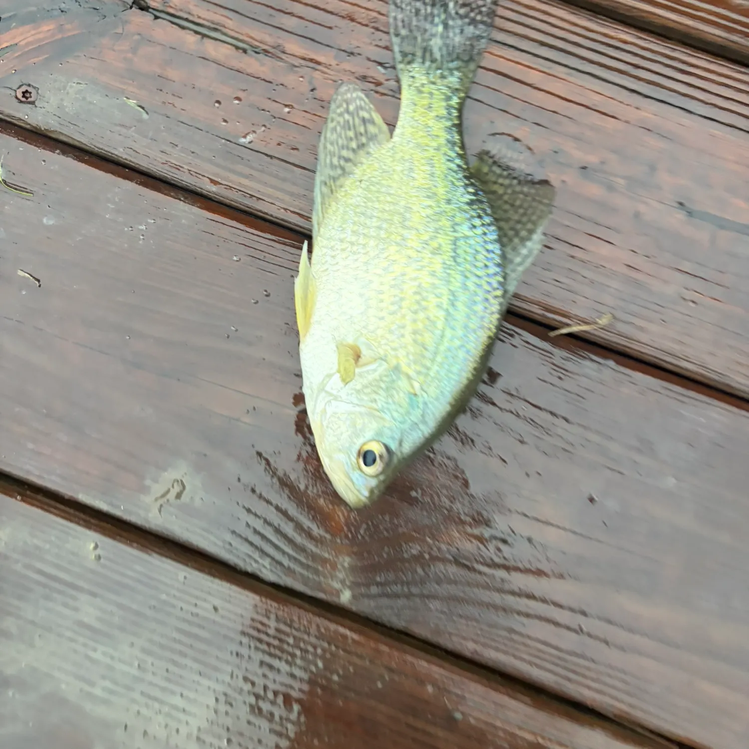 Black crappie caught on Fishbrain