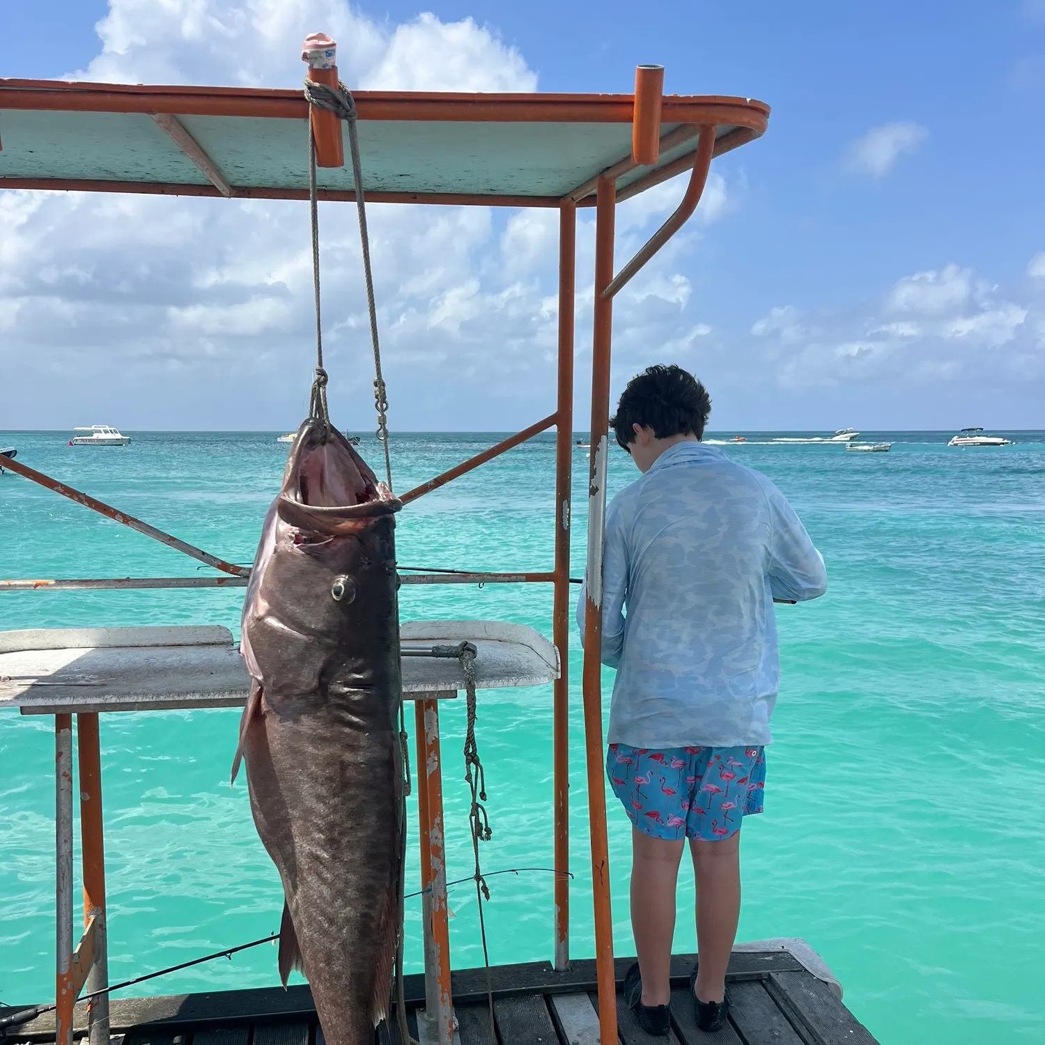 The most recent Pacific goliath grouper catches on Fishbrain