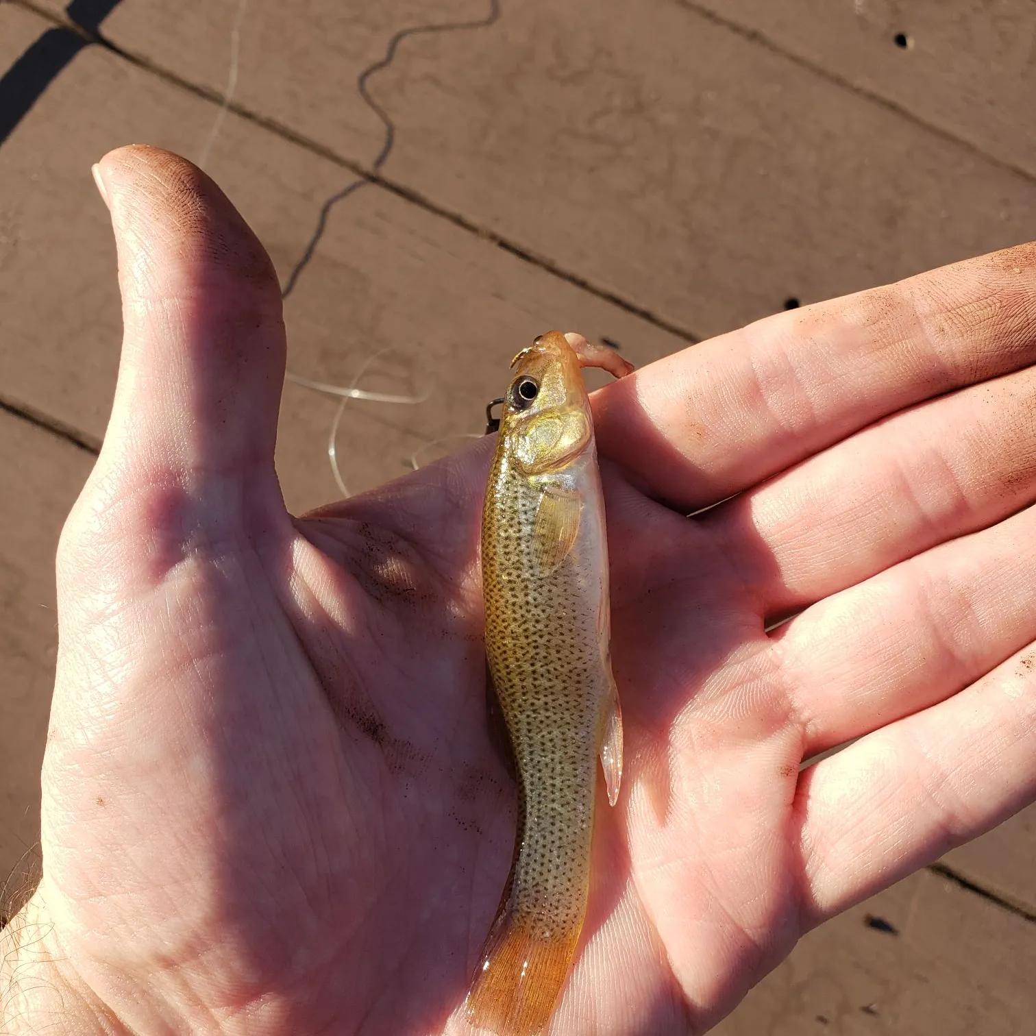 The most recent Seminole killifish catches on Fishbrain