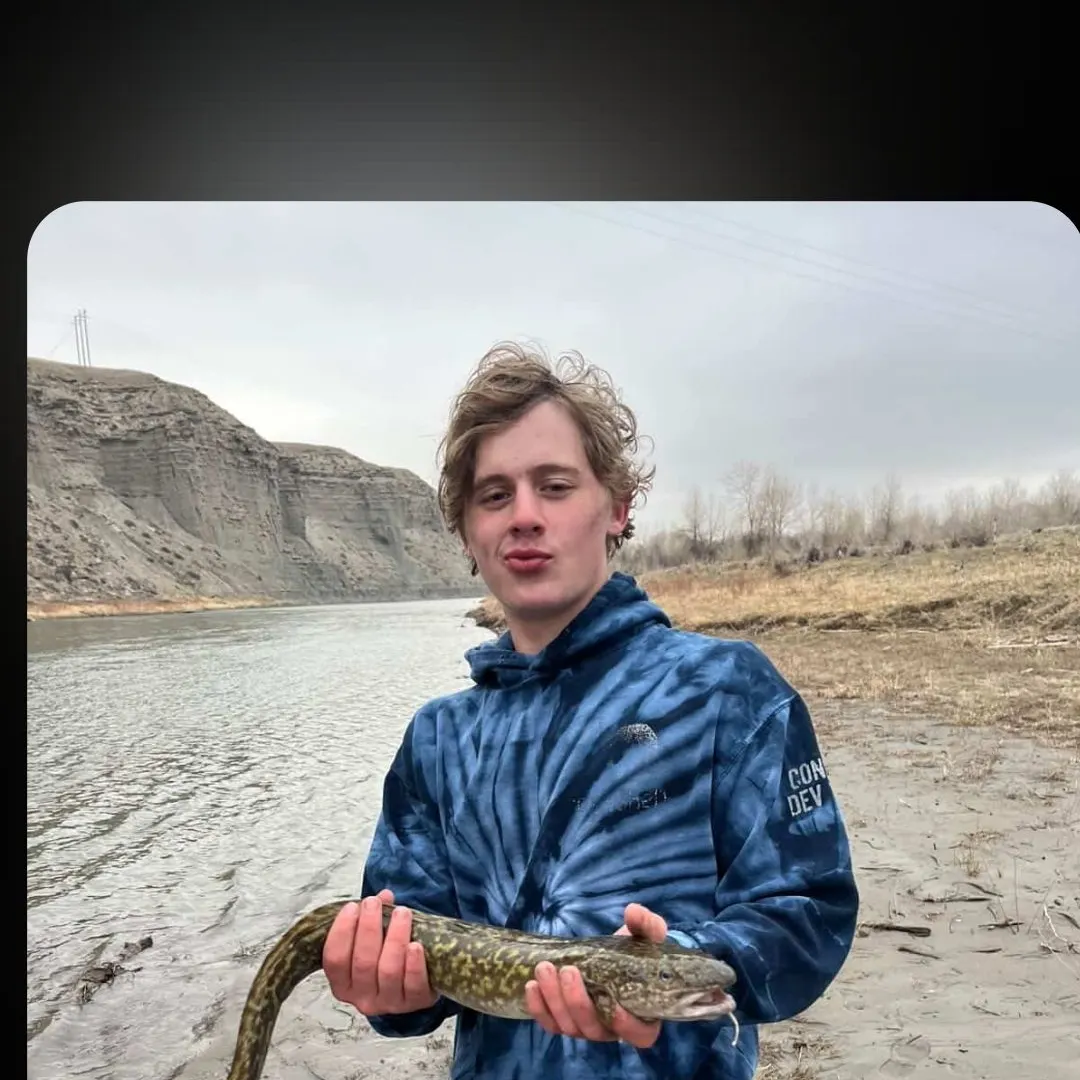 ᐅ Marias River fishing reports🎣• MT, United States fishing