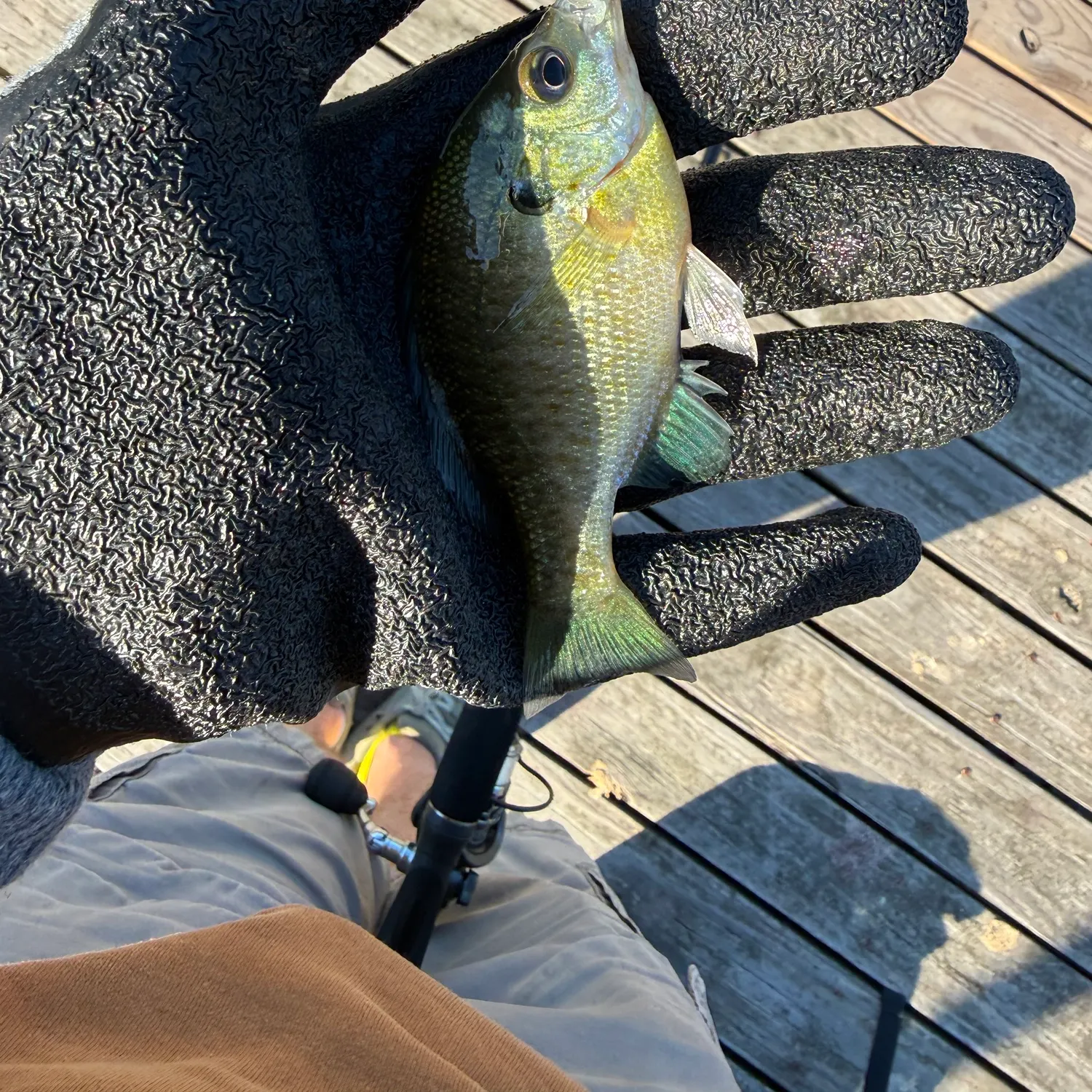 Bluegill caught on Fishbrain
