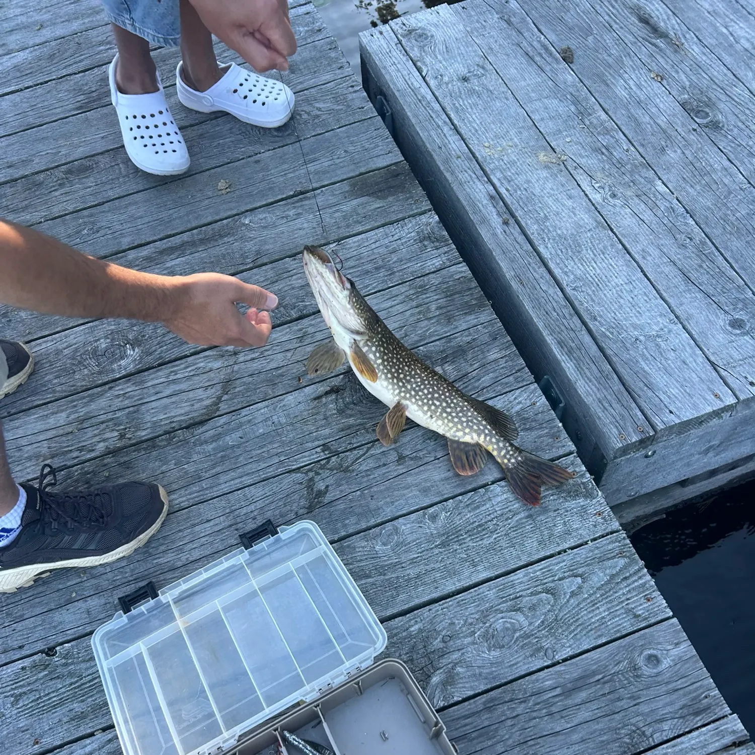 Northern pike caught on Fishbrain