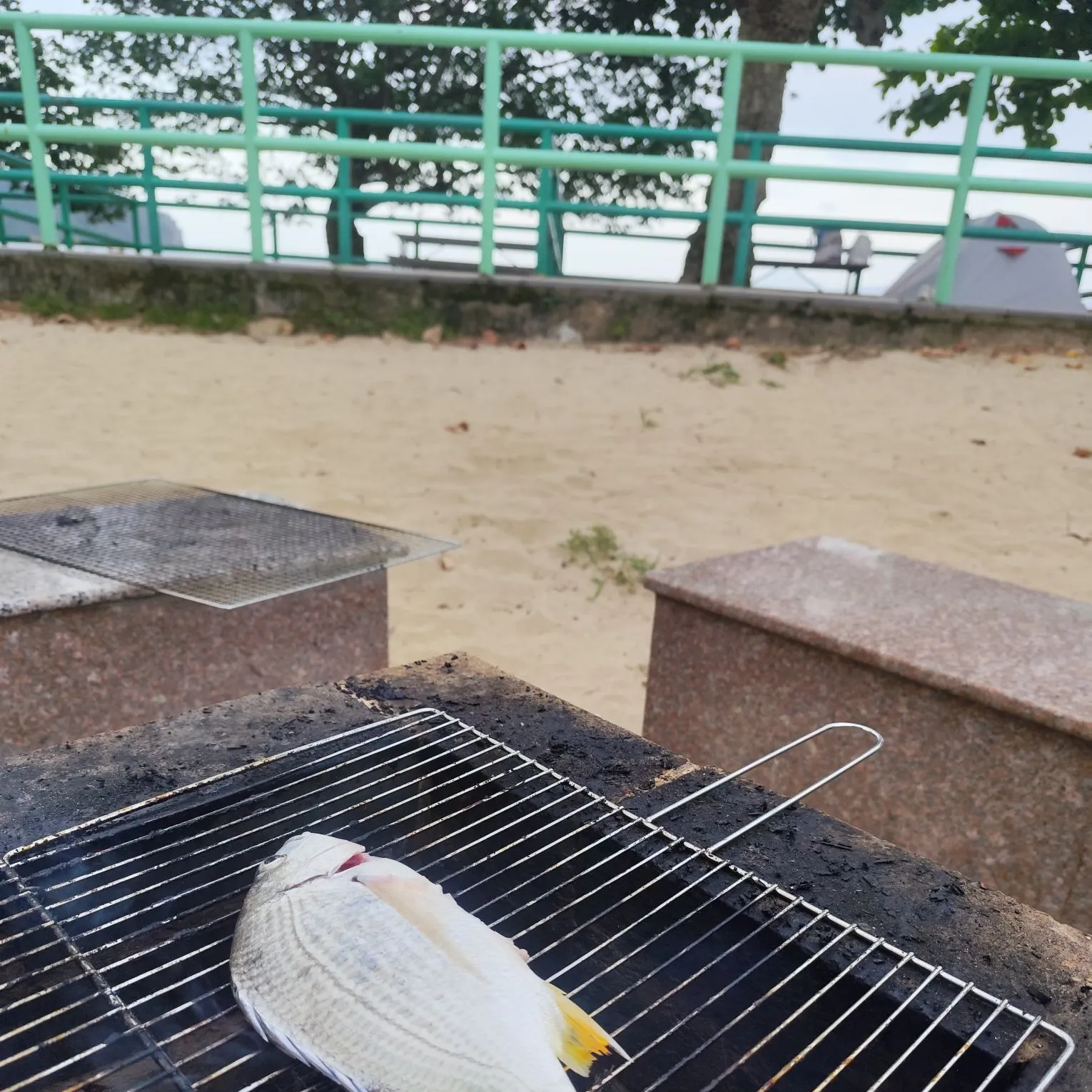 The most recent Yellowfin seabream catches on Fishbrain