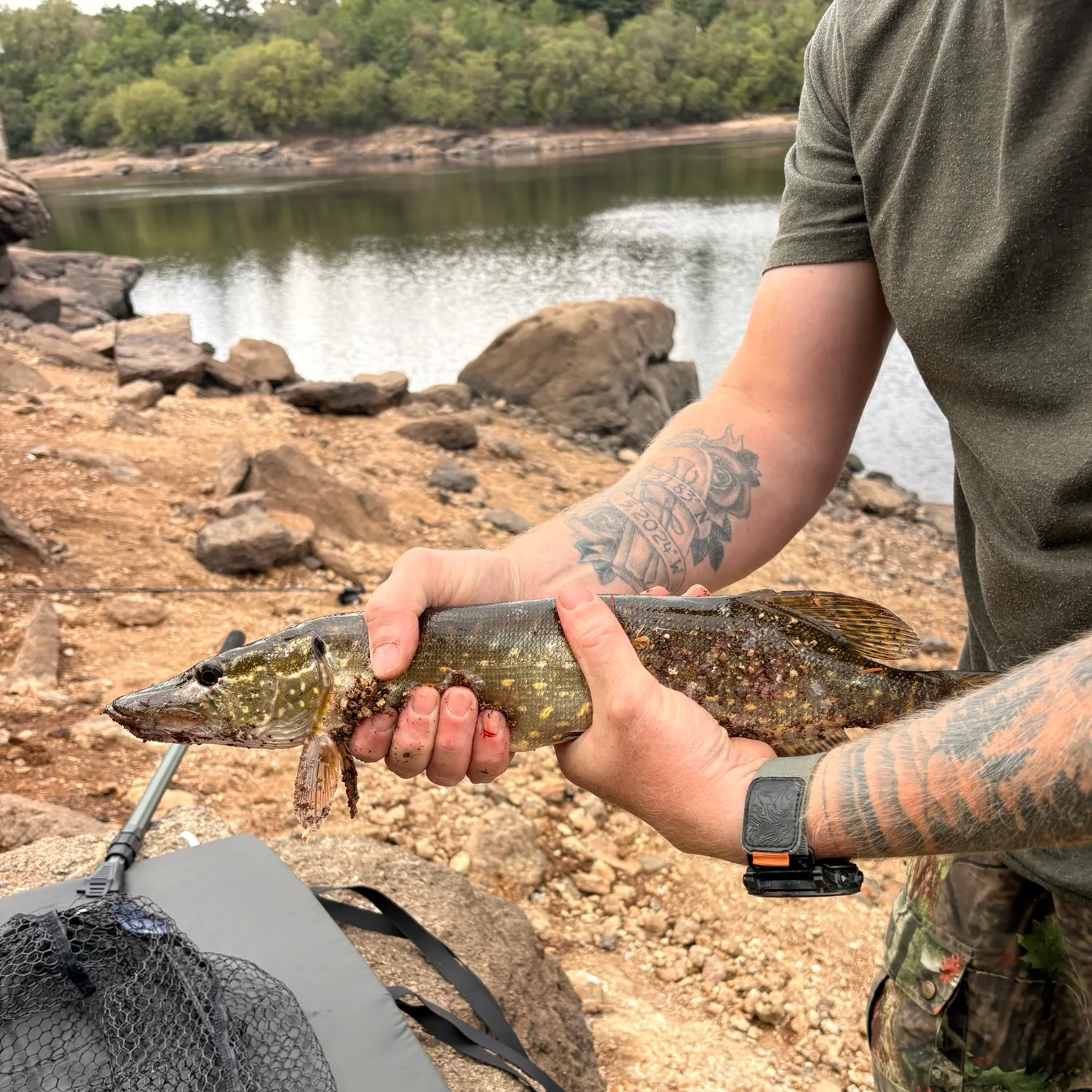 Northern pike caught on Fishbrain