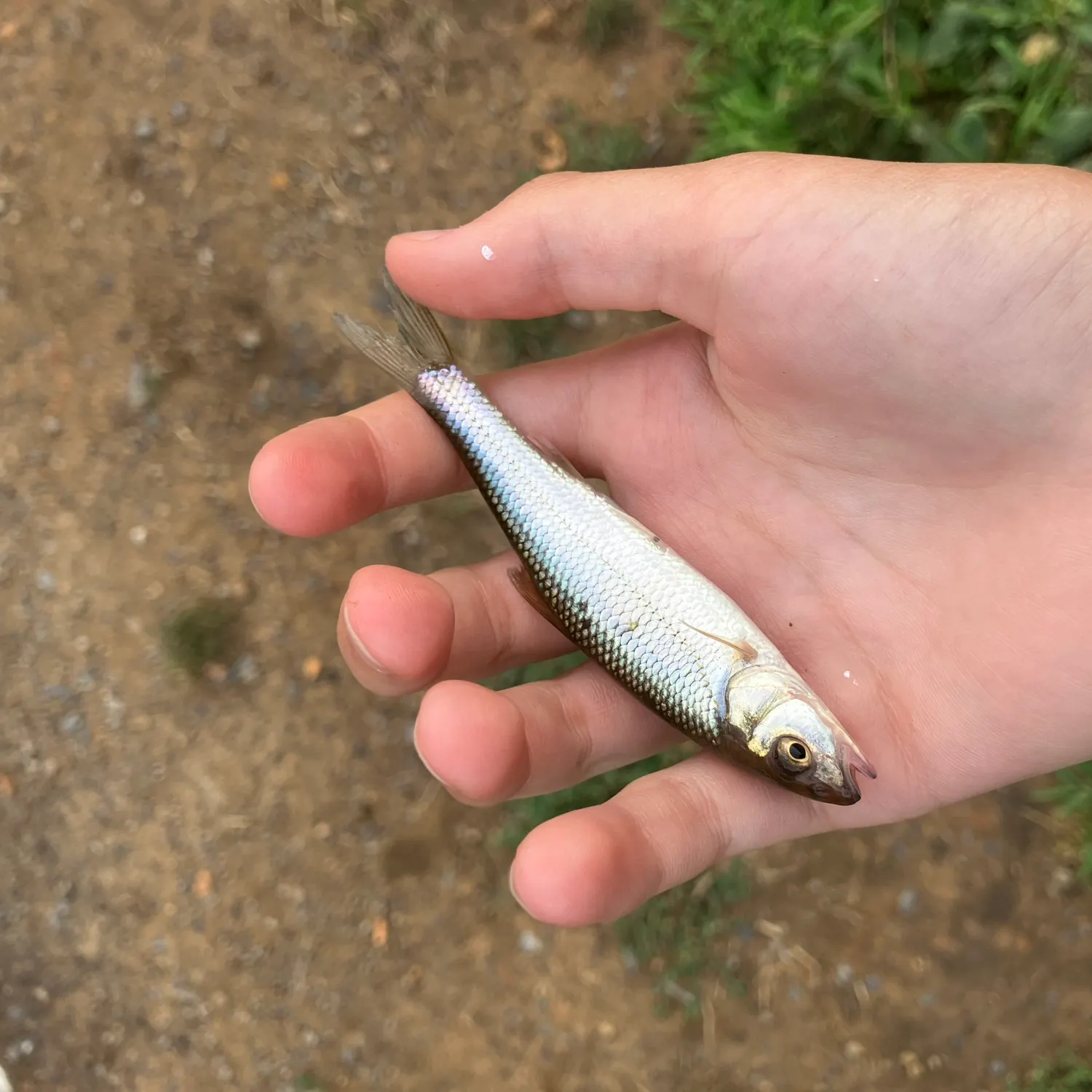 The most recent Fallfish catches on Fishbrain