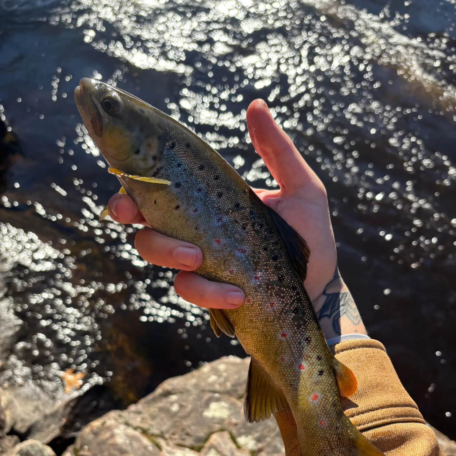 recently logged catches