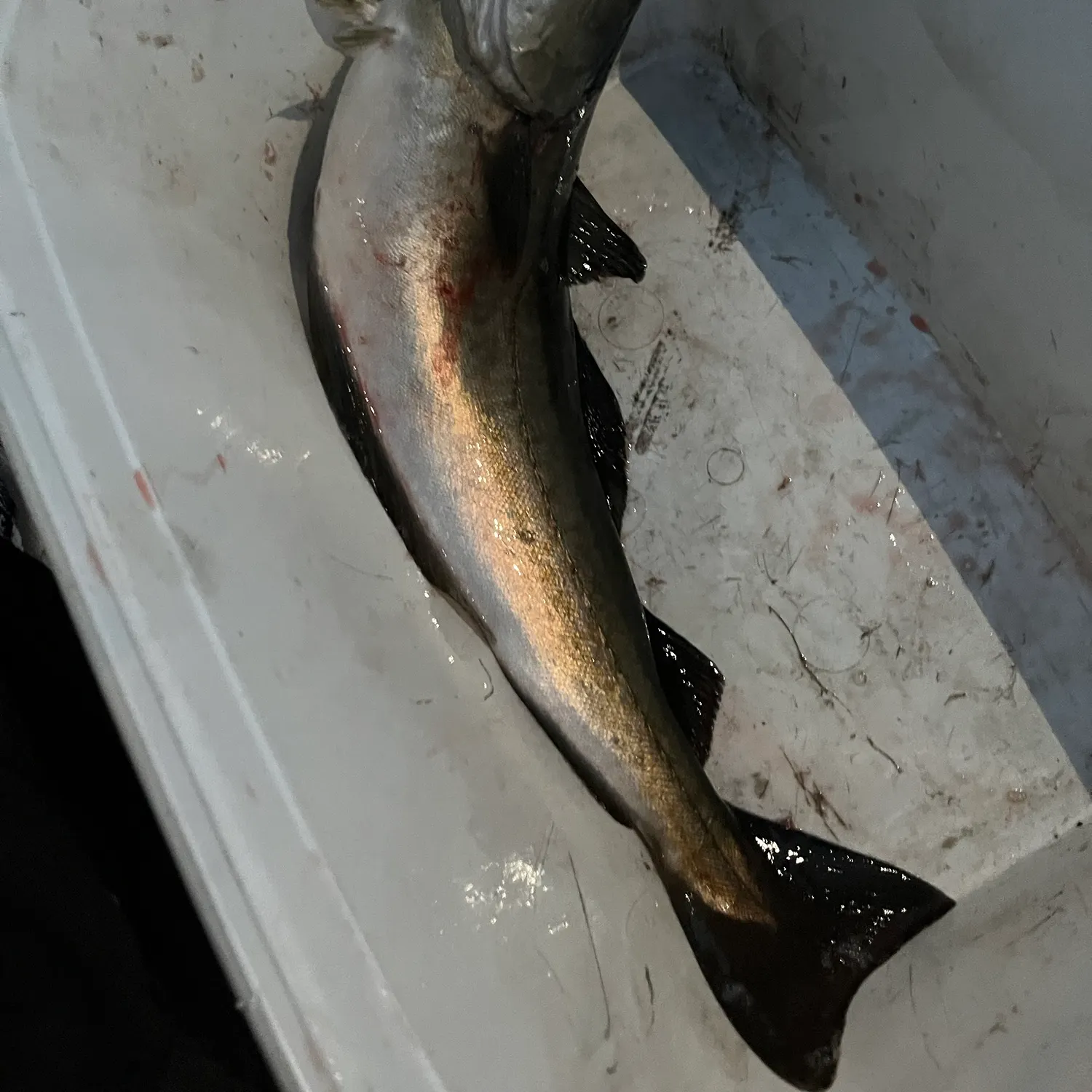Pollack caught on Fishbrain