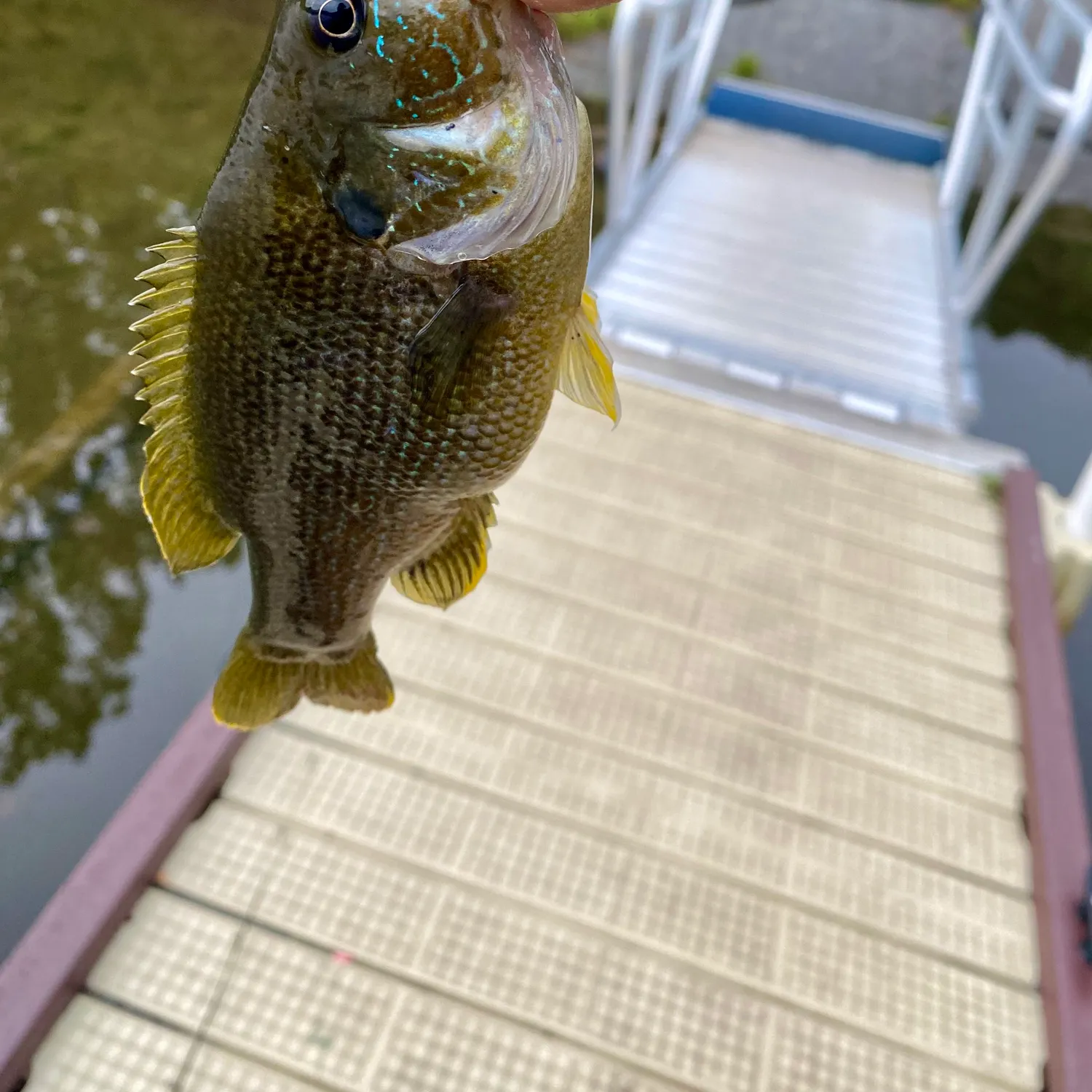 Green sunfish caught on Fishbrain