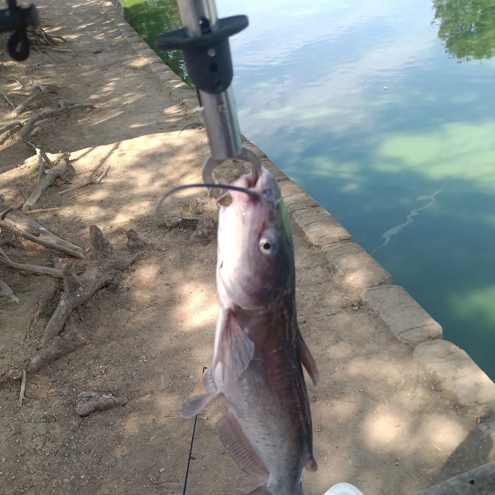 Channel catfish caught on Fishbrain