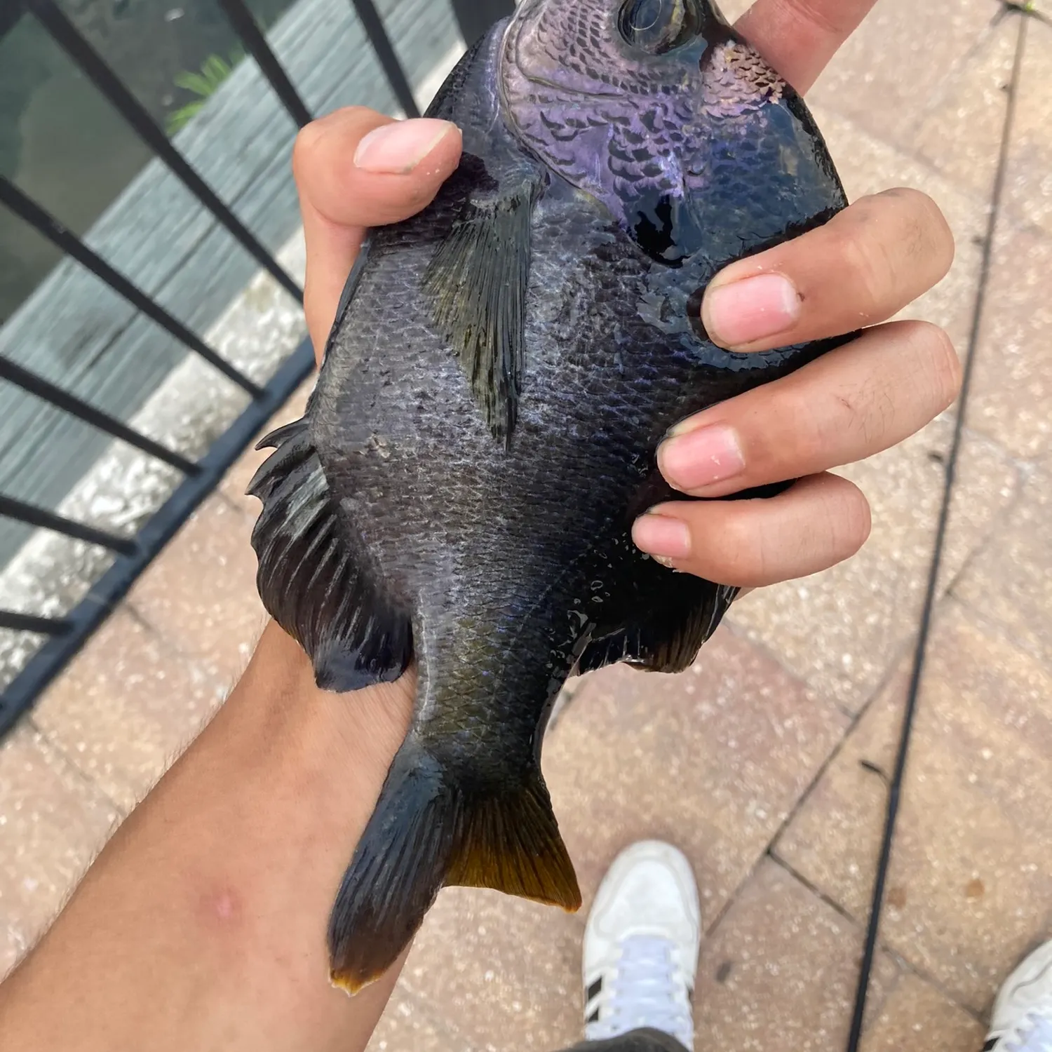 Coppernose bluegill caught on Fishbrain