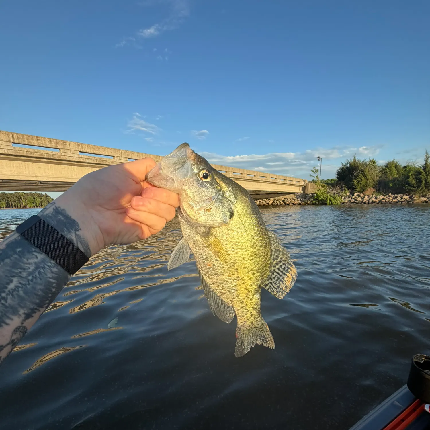 recently logged catches