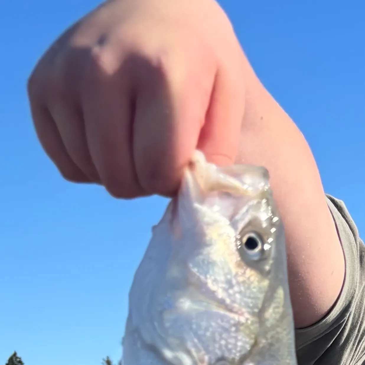 Striped bass caught on Fishbrain