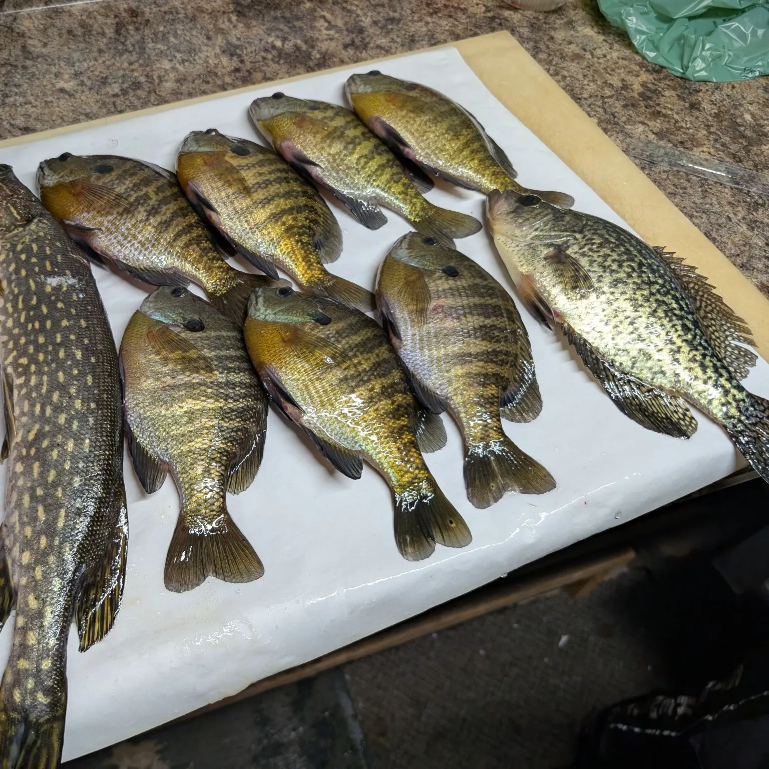 recently logged catches