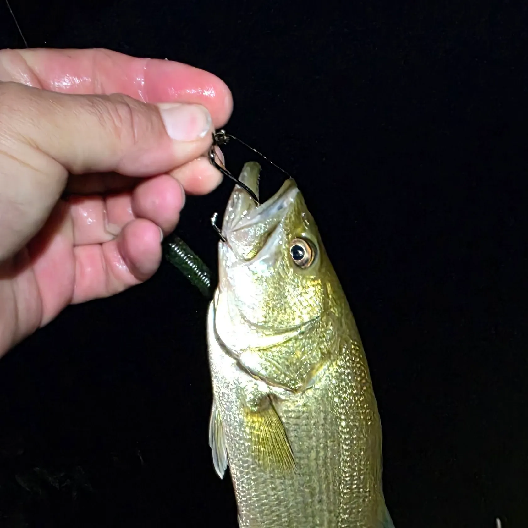 Fish caught on Fishbrain
