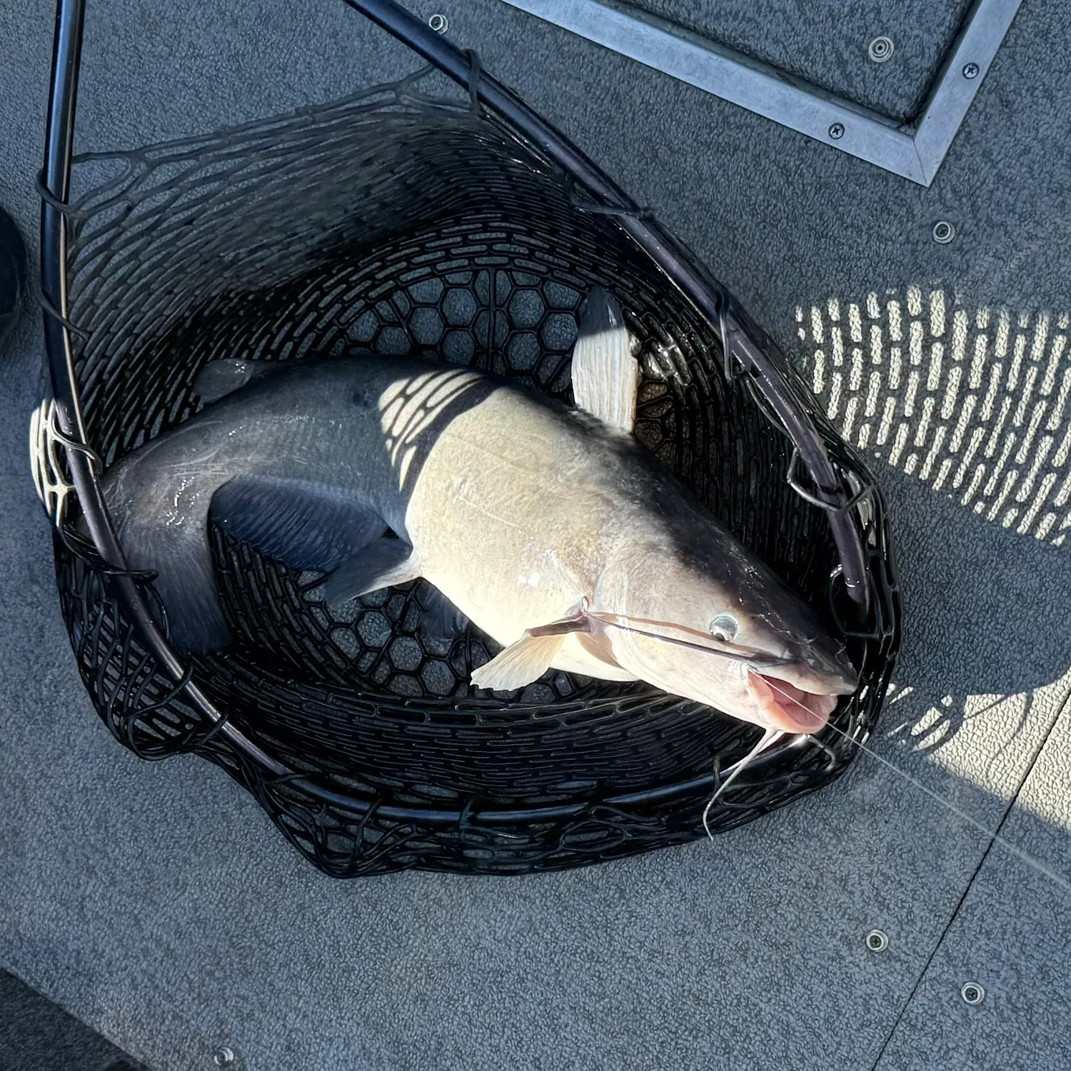 Channel catfish caught on Fishbrain