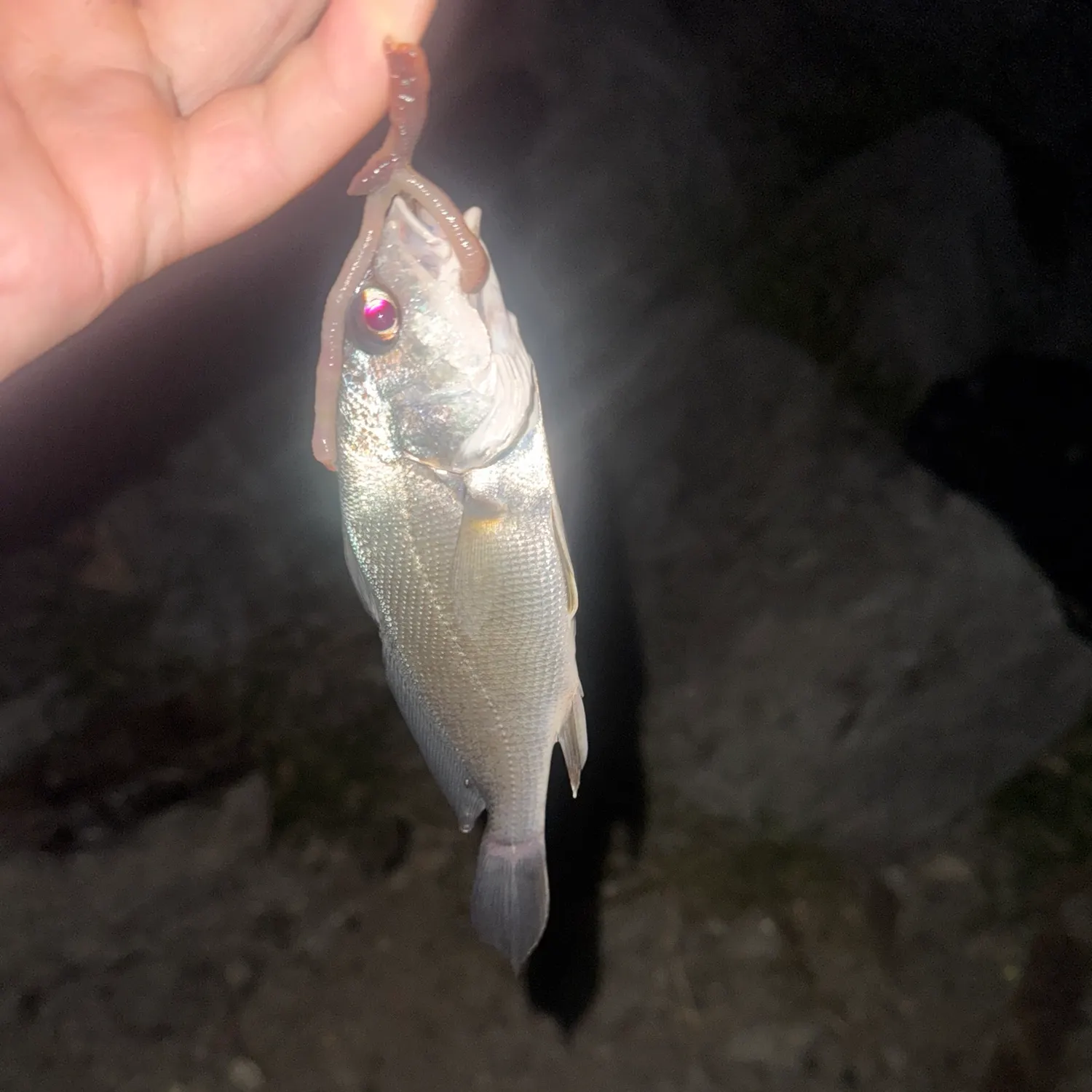 Freshwater drum caught on Fishbrain