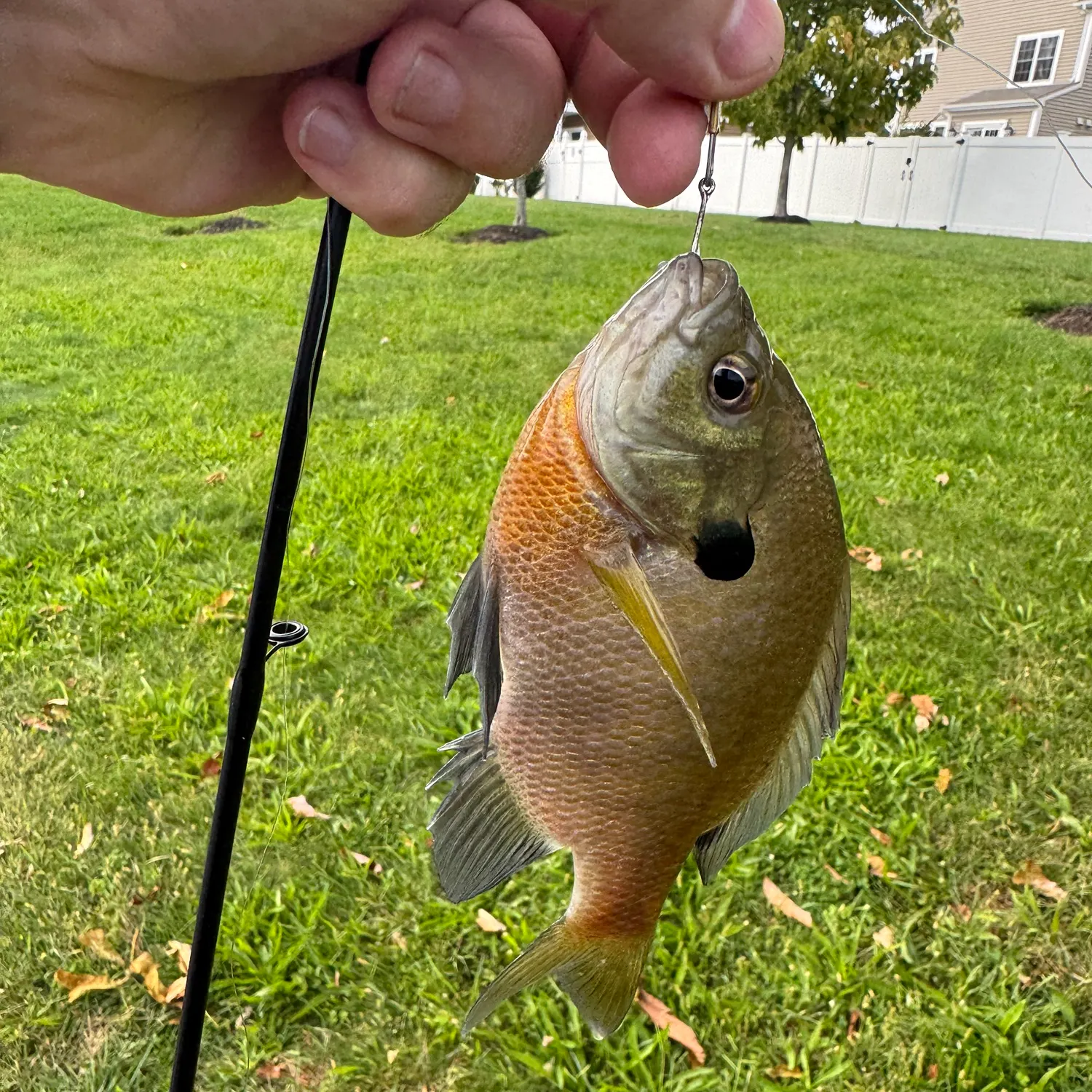 Bluegill caught on Fishbrain
