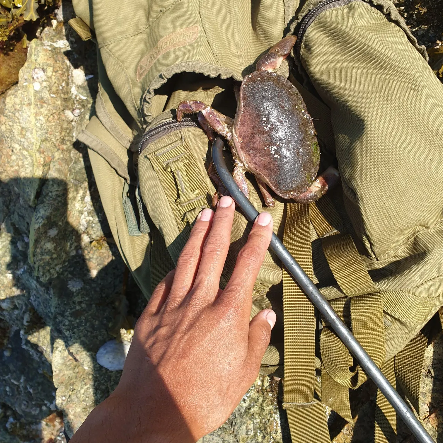 The most recent Atlantic rock crab catches on Fishbrain