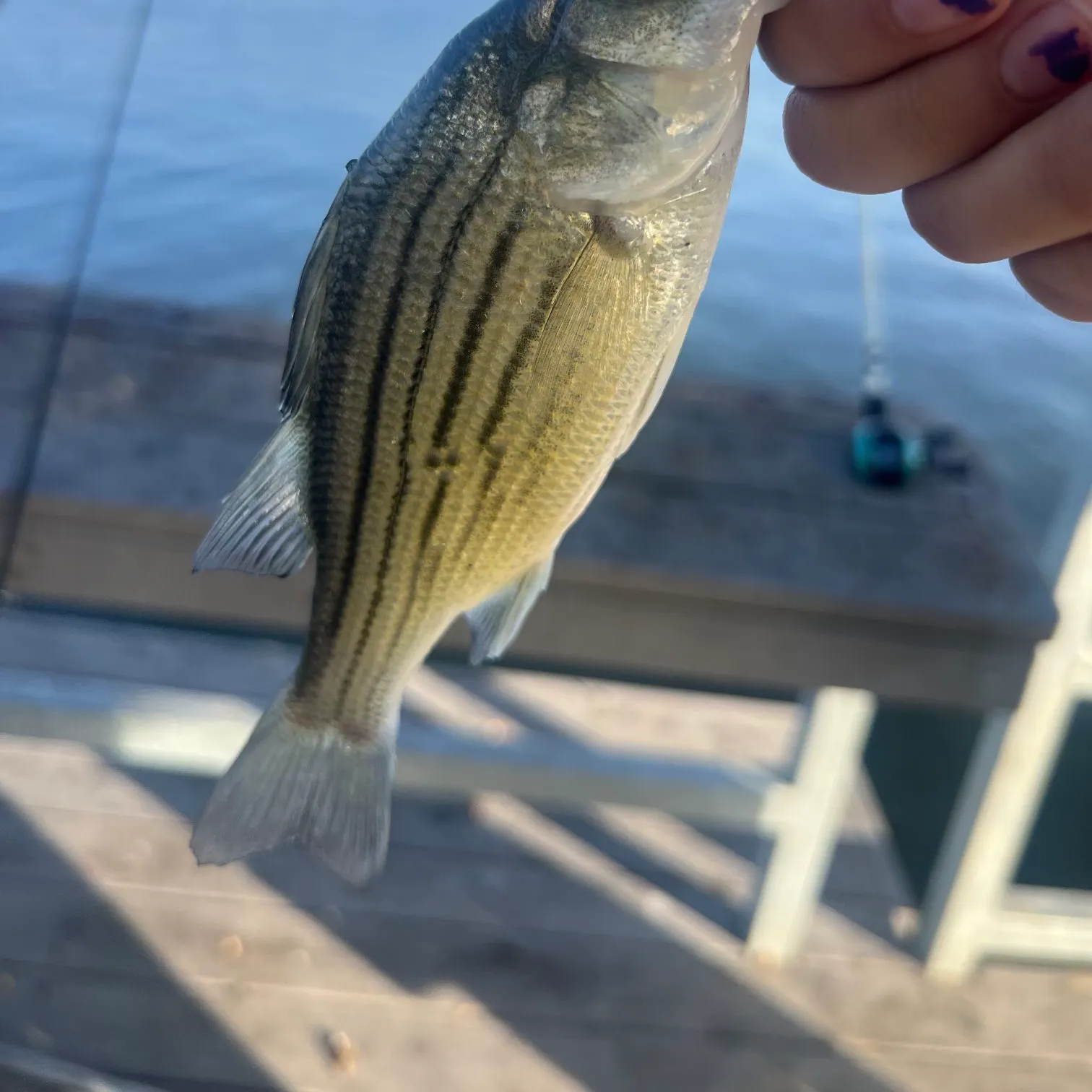 Yellow bass caught on Fishbrain