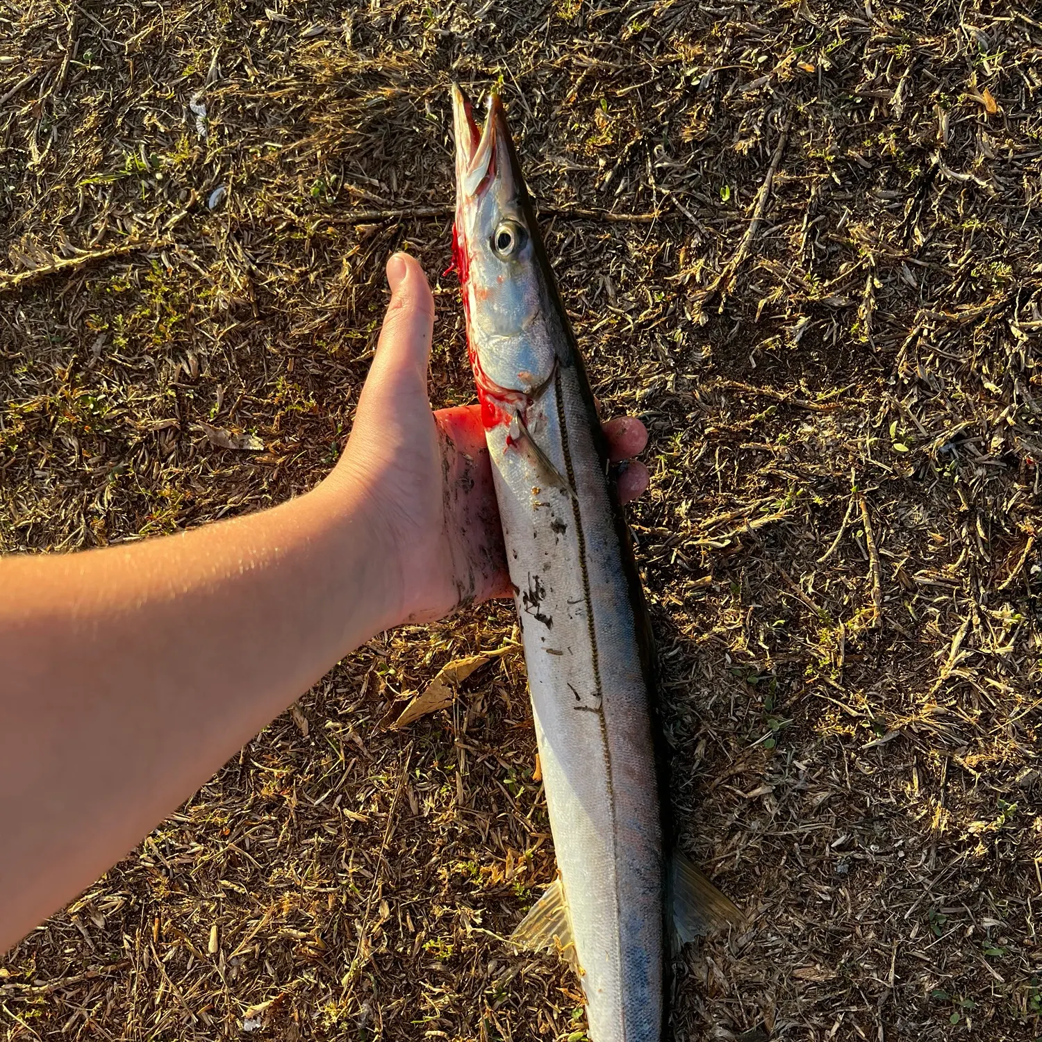 Pacific barracuda caught on Fishbrain