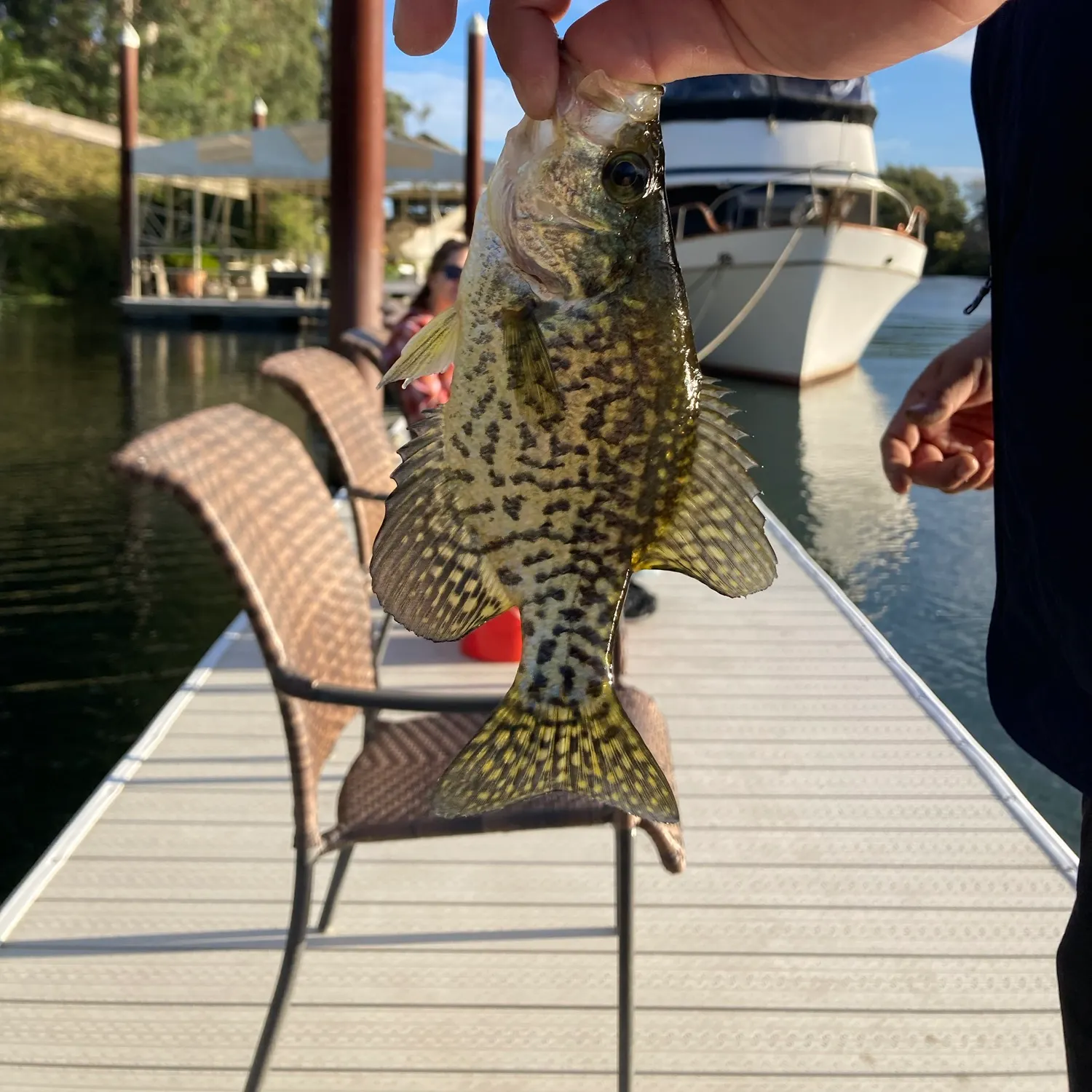 Black crappie caught on Fishbrain