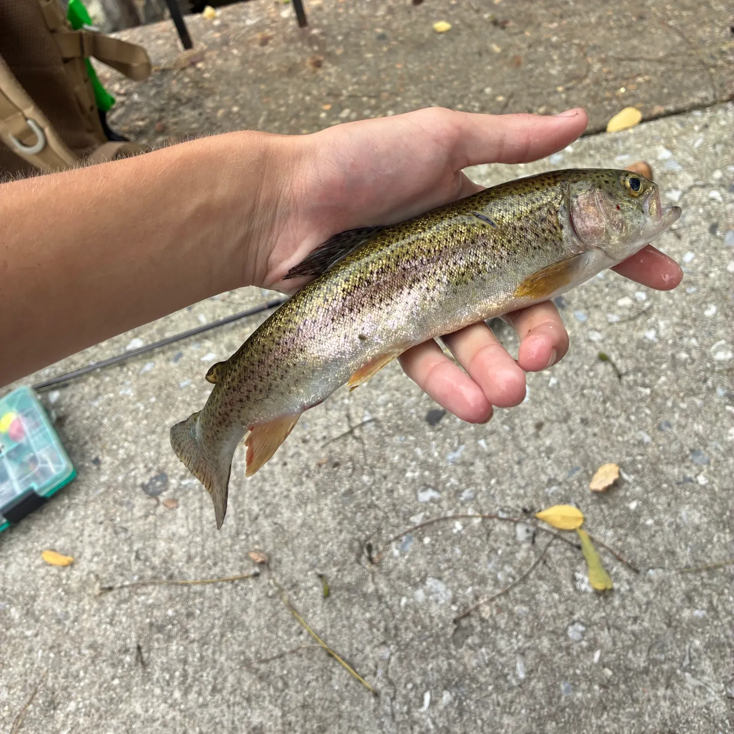 Rainbow trout caught on Fishbrain