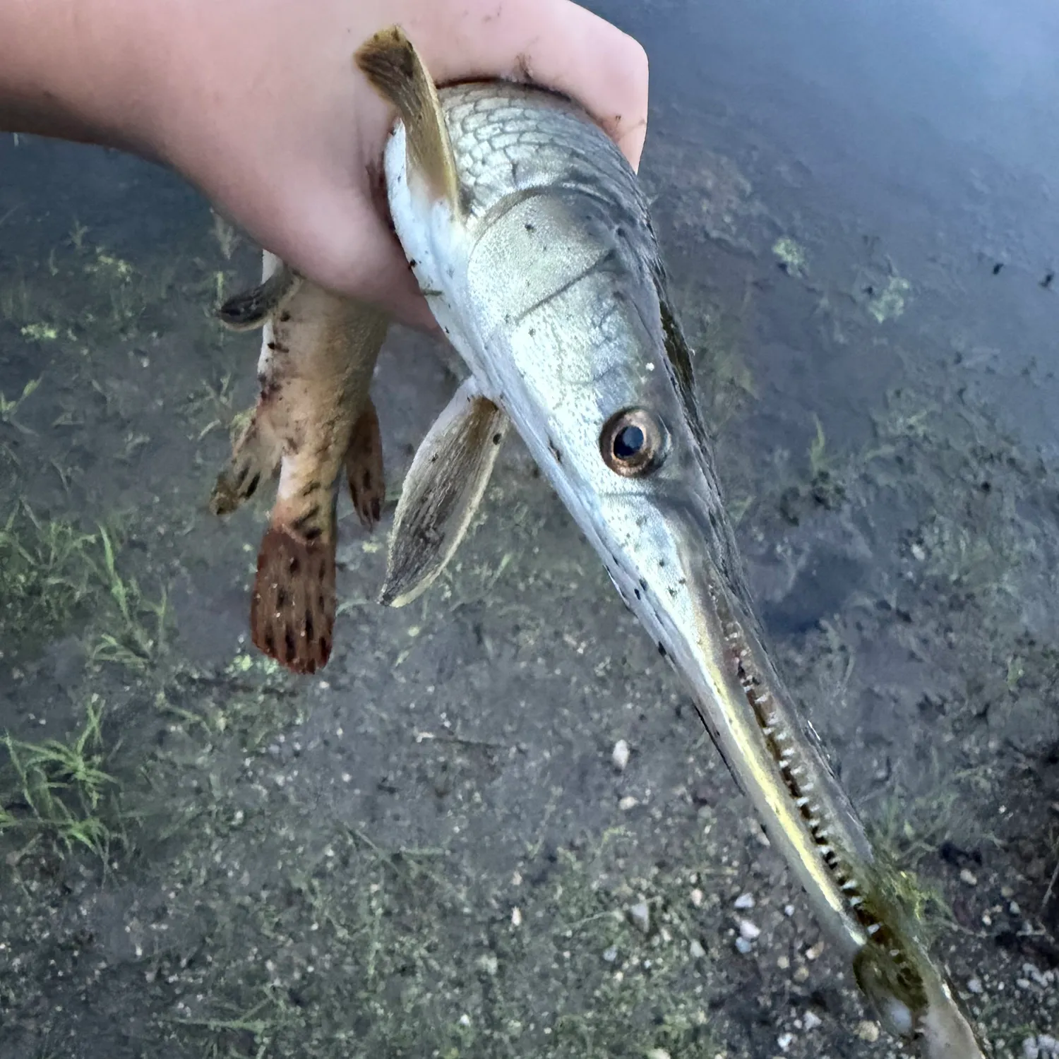 Longnose gar caught on Fishbrain