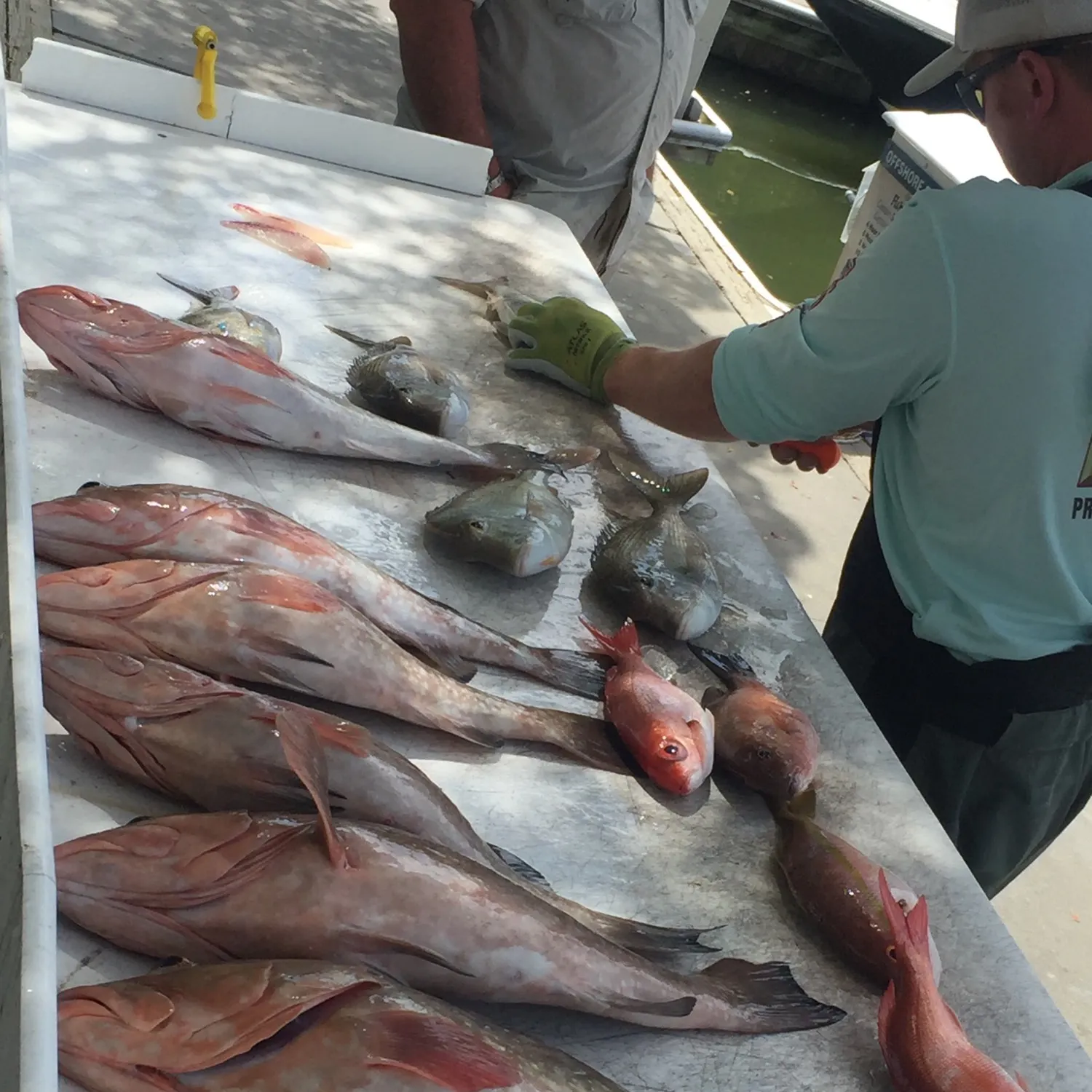 recently logged catches