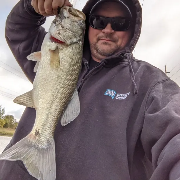 Largemouth bass caught on Fishbrain