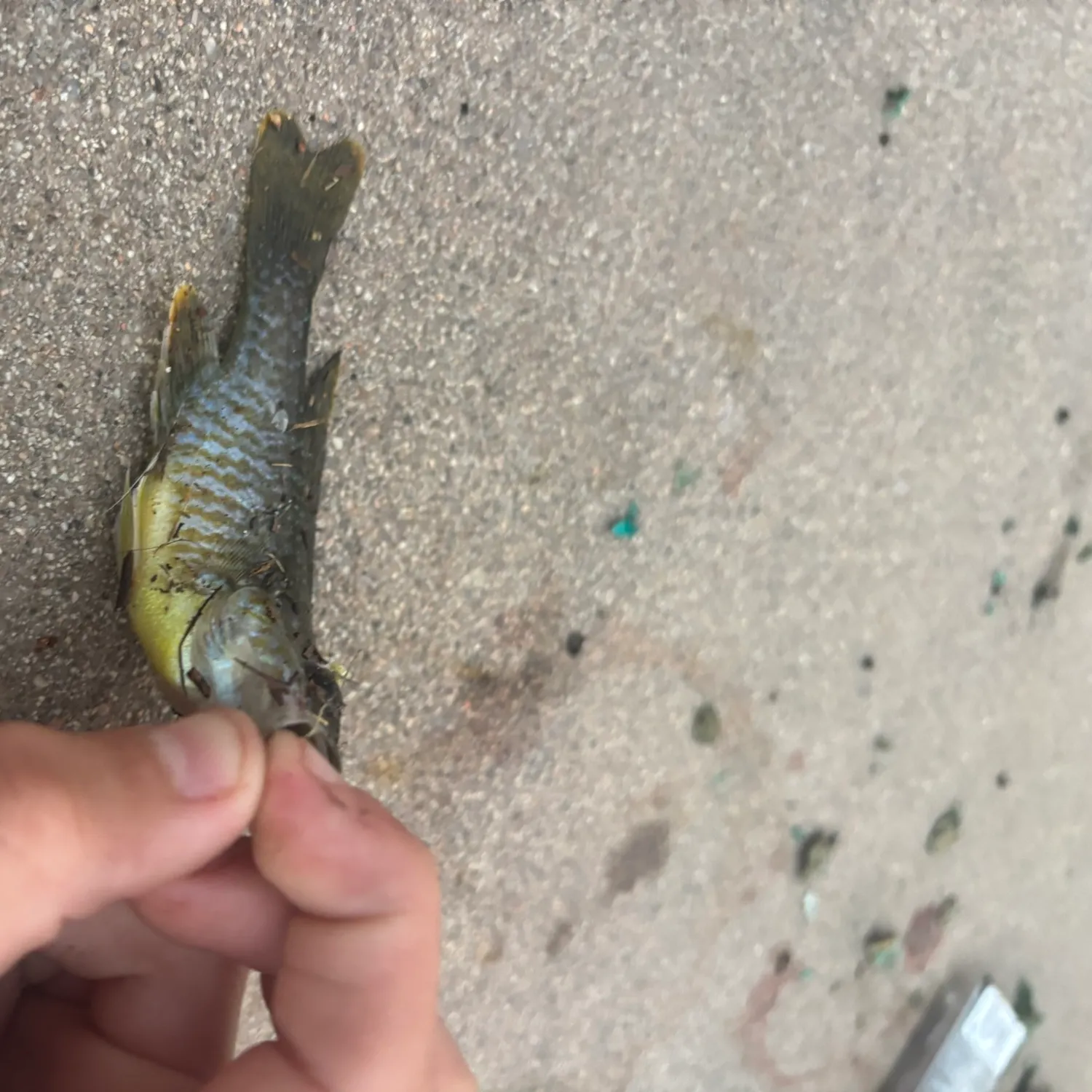 Bluegill caught on Fishbrain