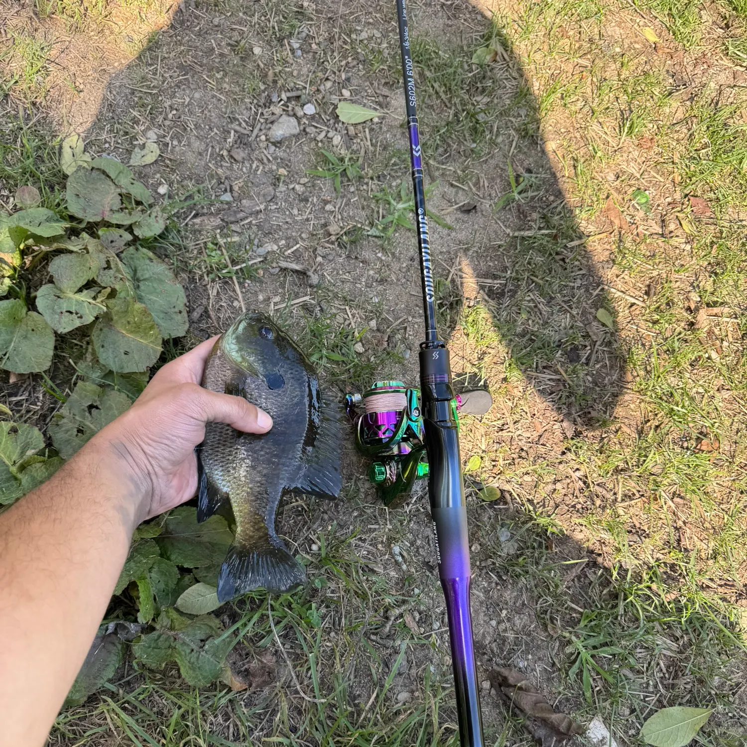 Bluegill caught on Fishbrain