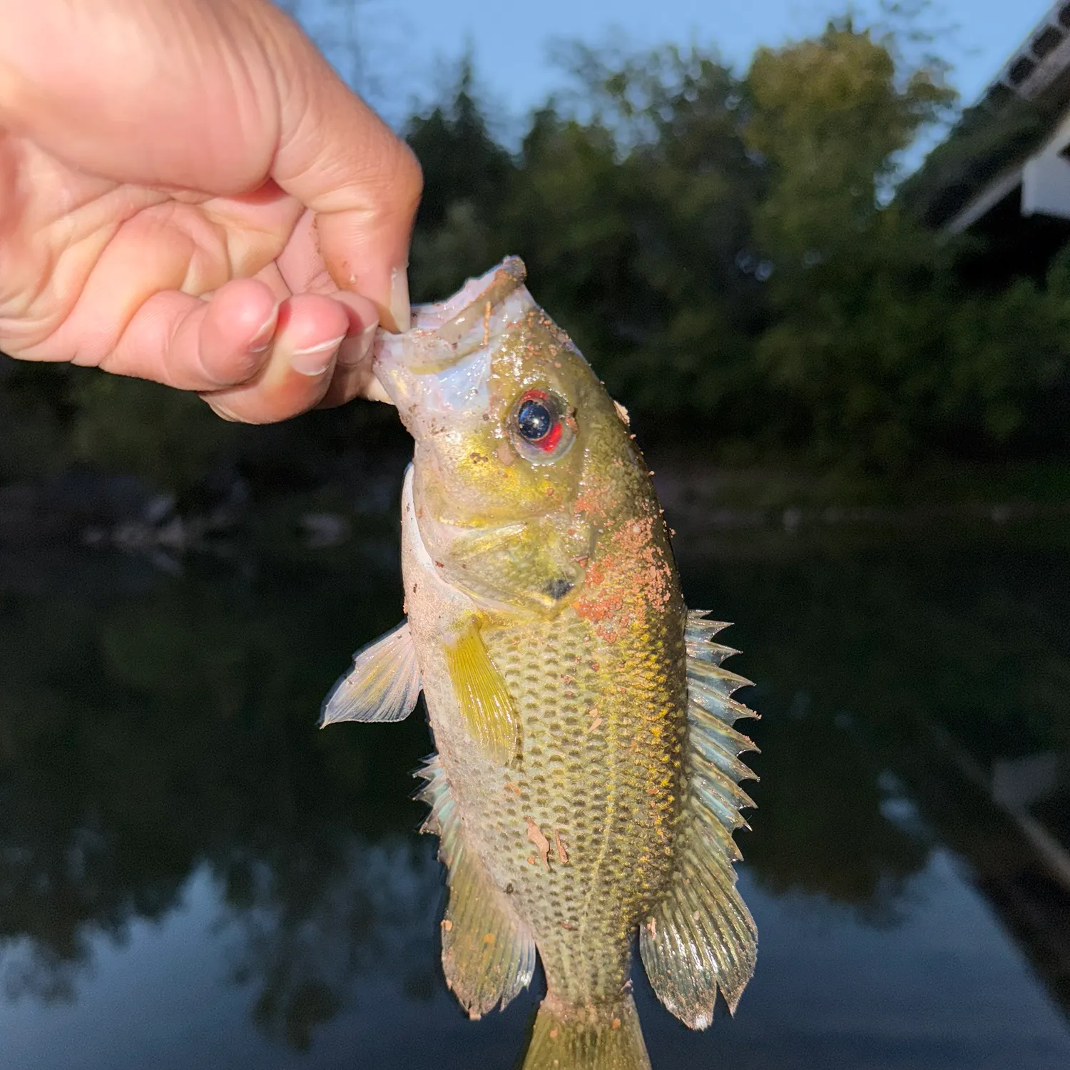 Rock bass caught on Fishbrain