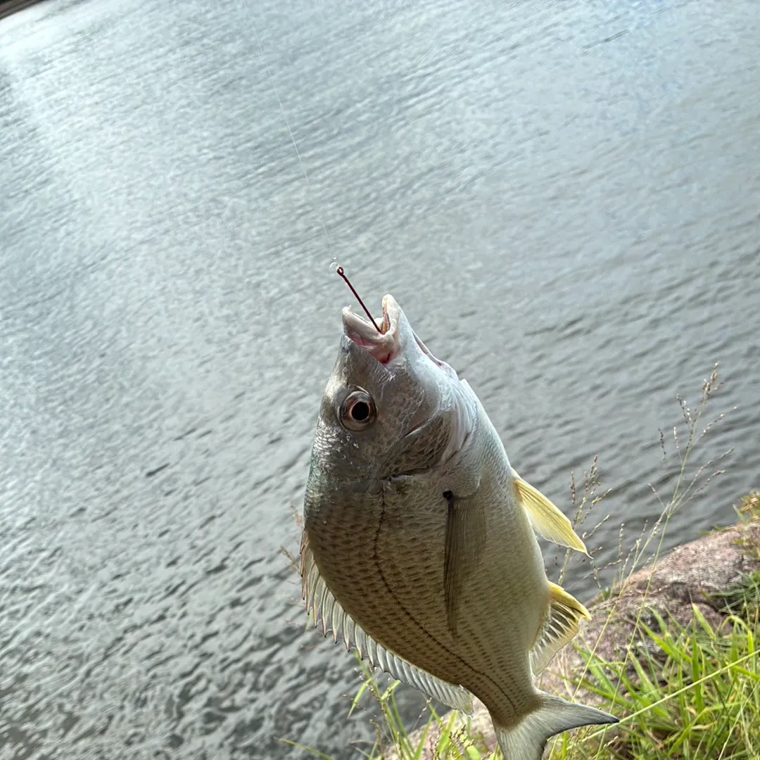 The most recent Surf bream catches on Fishbrain
