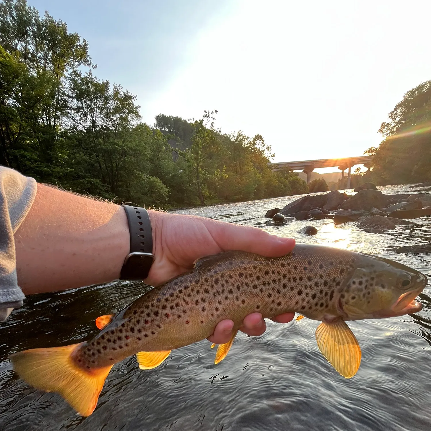 The most recent Brown trout catches on Fishbrain