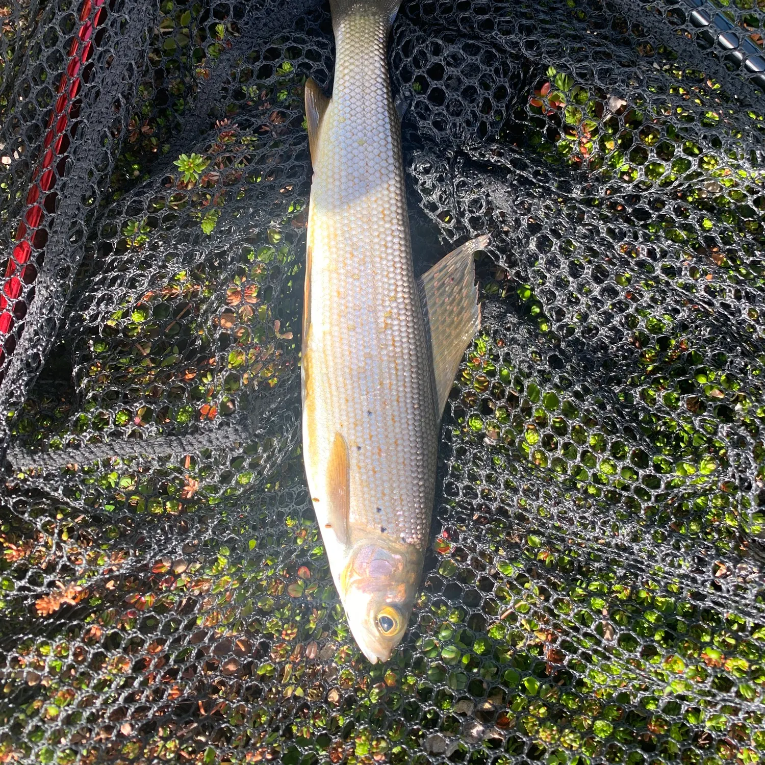 The most recent Arctic grayling catches on Fishbrain