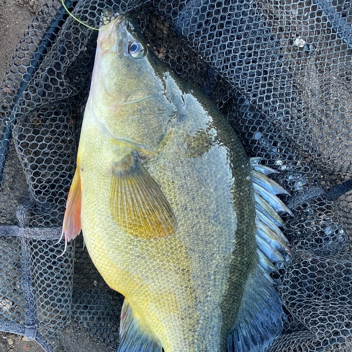 The most recent Golden perch catches on Fishbrain