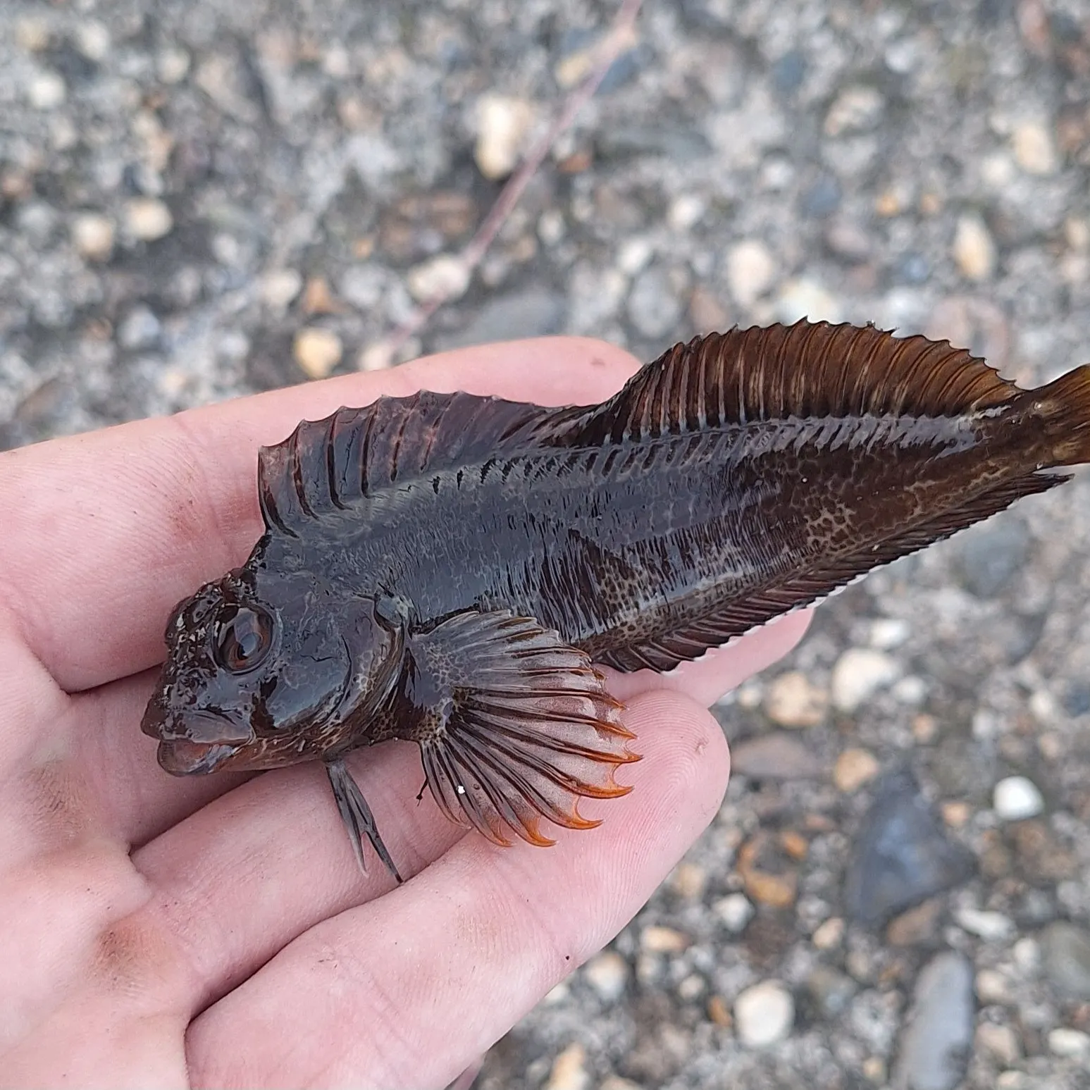 The most recent Tompot blenny catches on Fishbrain