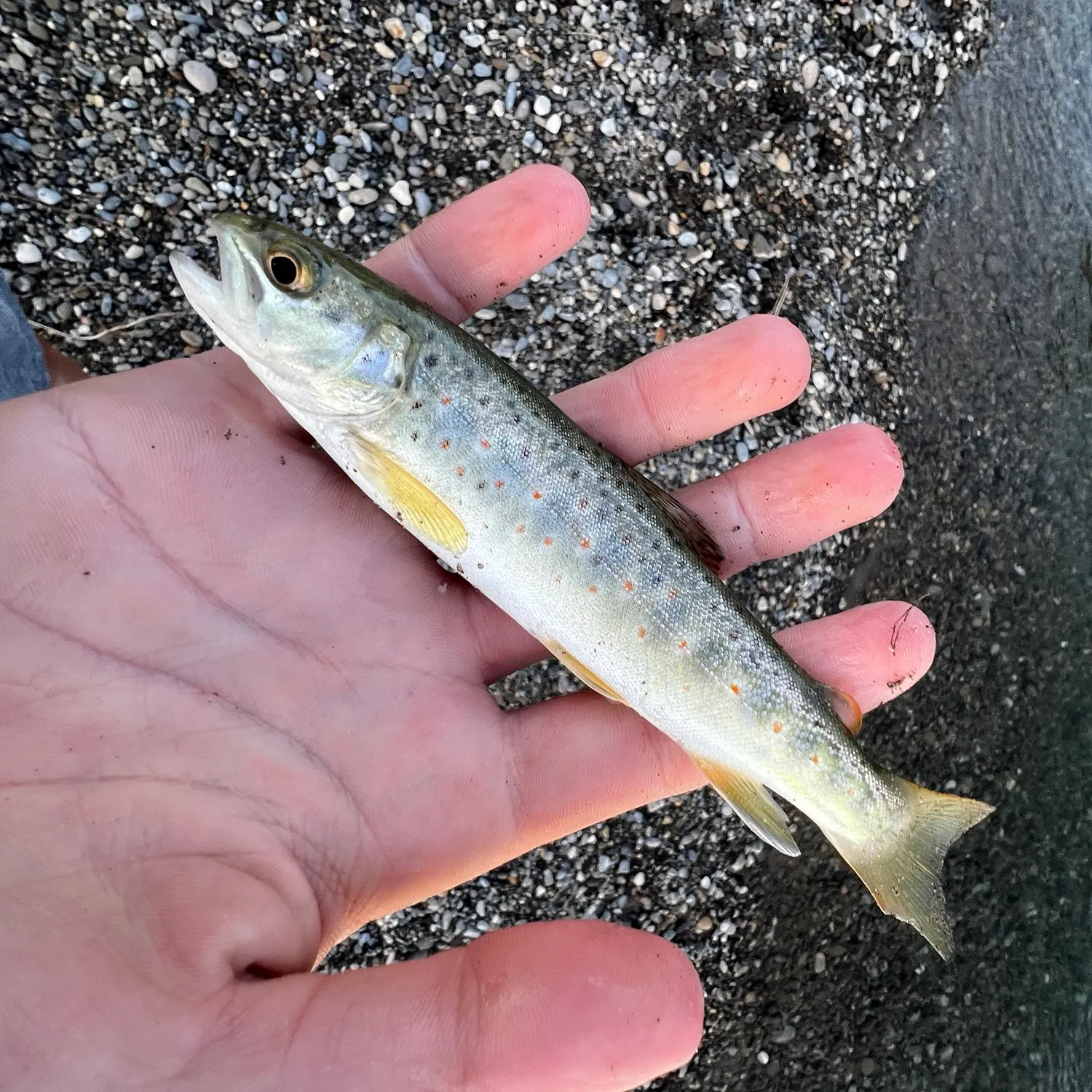 Brown trout caught on Fishbrain