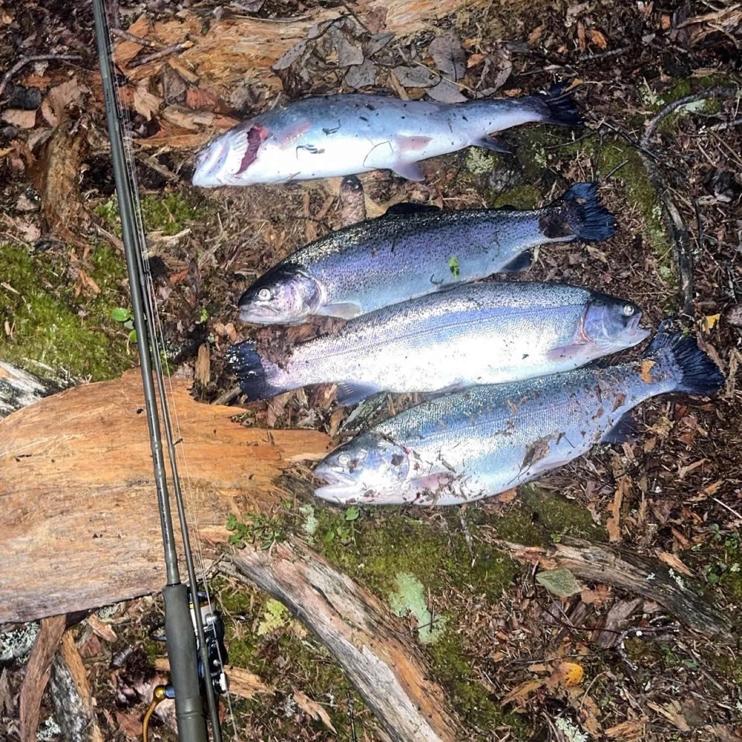 recently logged catches