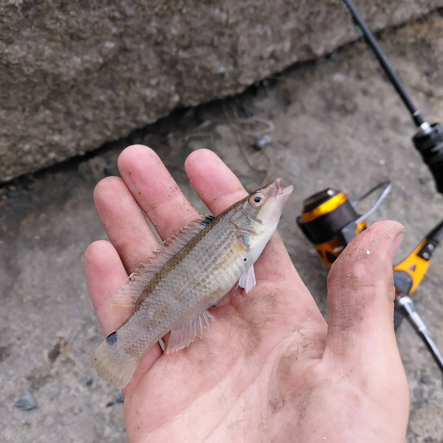The most recent Goldsinny wrasse catches on Fishbrain