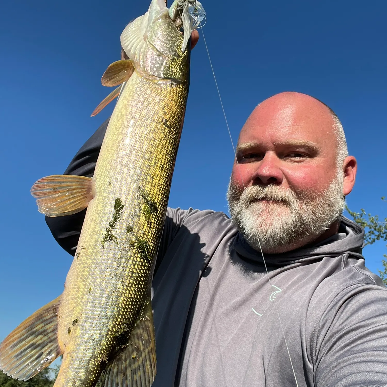 Northern pike caught on Fishbrain