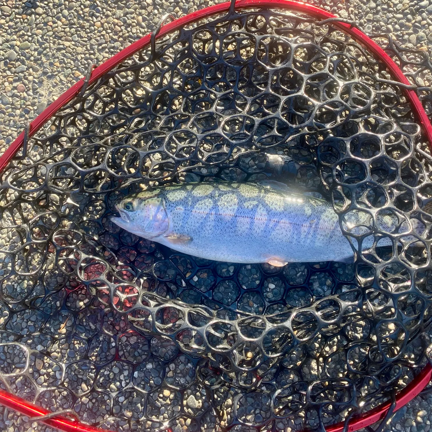 Rainbow trout caught on Fishbrain