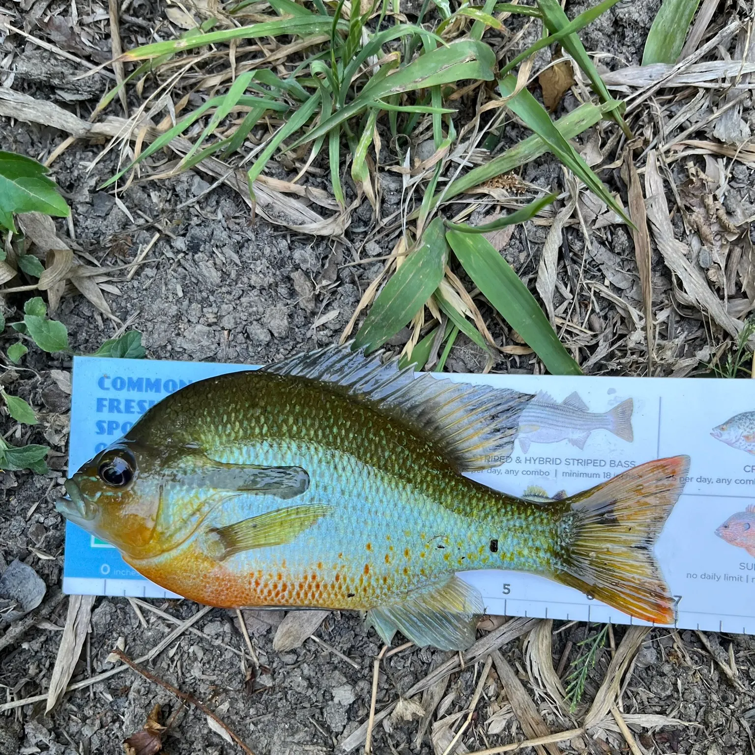 The most recent Redbreast sunfish catches on Fishbrain