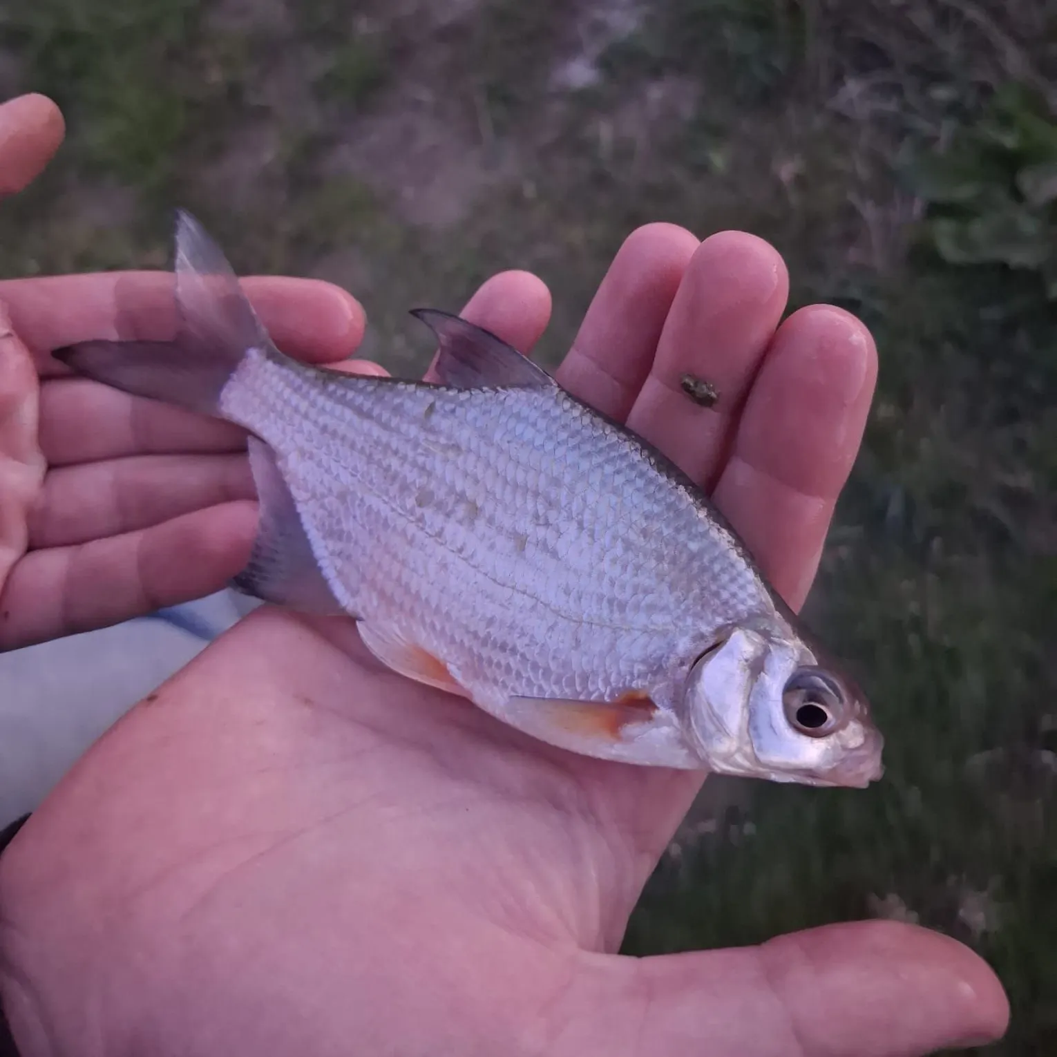 The most recent White bream catches on Fishbrain