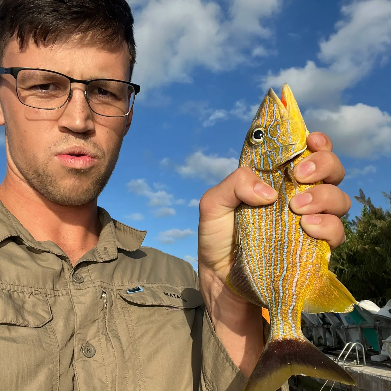 Bluestriped grunt caught on Fishbrain