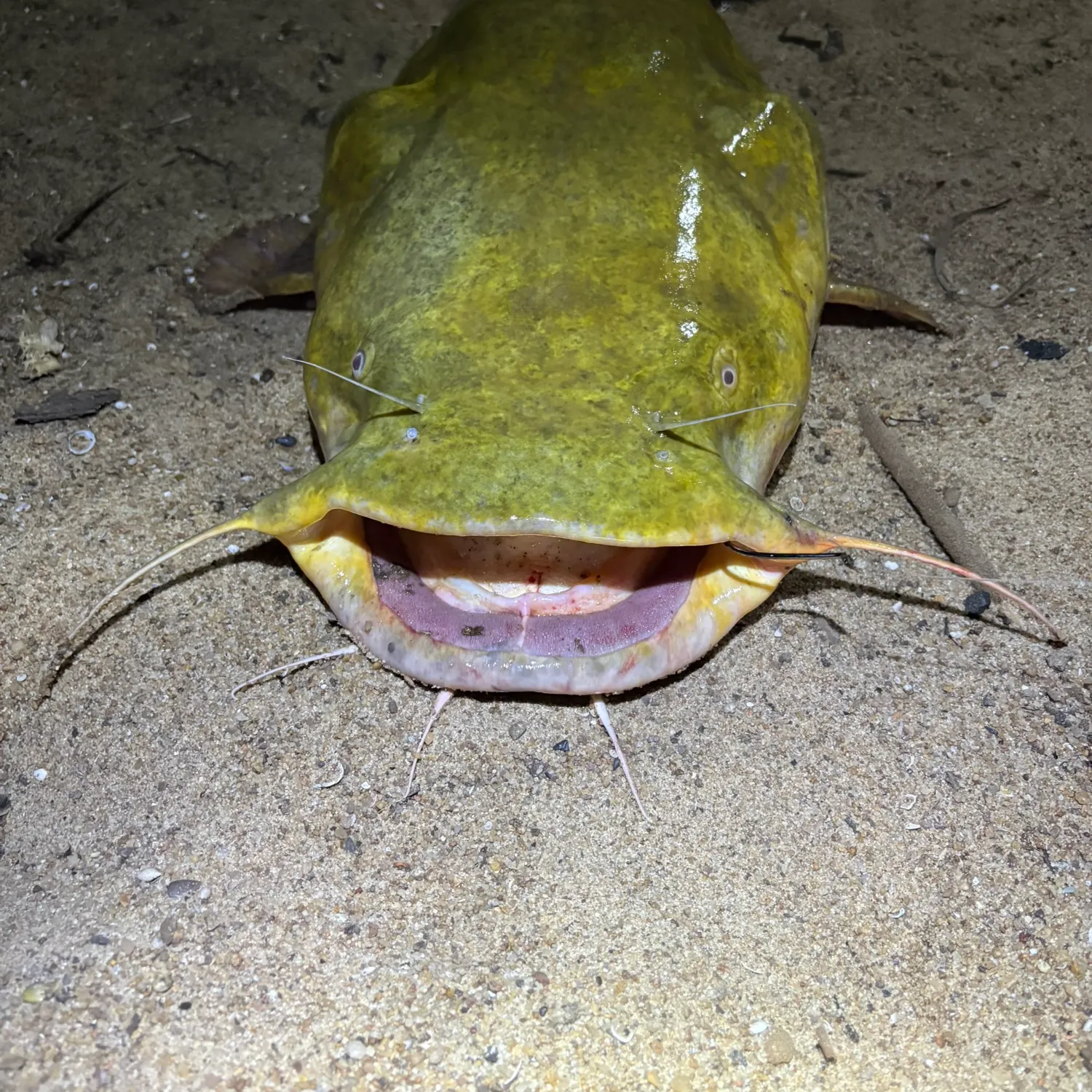 The most recent Flathead catfish catches on Fishbrain